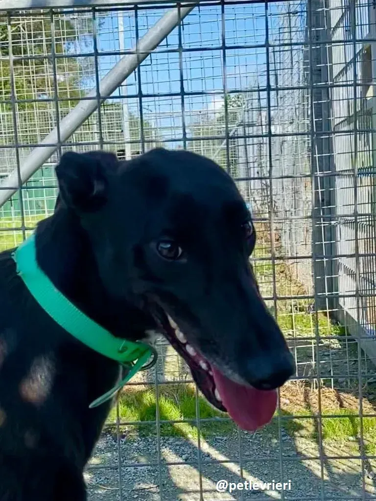 deano adozione greyhound 2 1