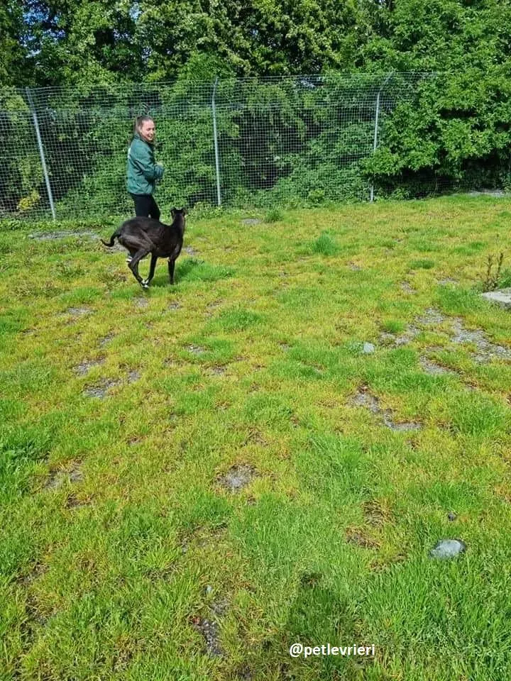 deano adozione greyhound 2