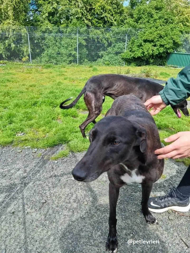 deano adozione greyhound 3