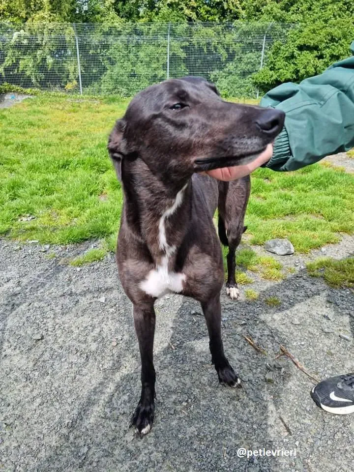 deano adozione greyhound 6