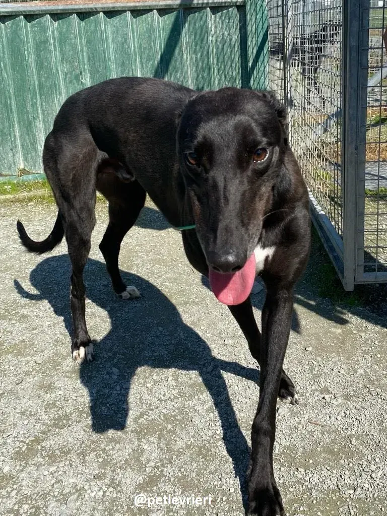 deano adozione greyhound 8