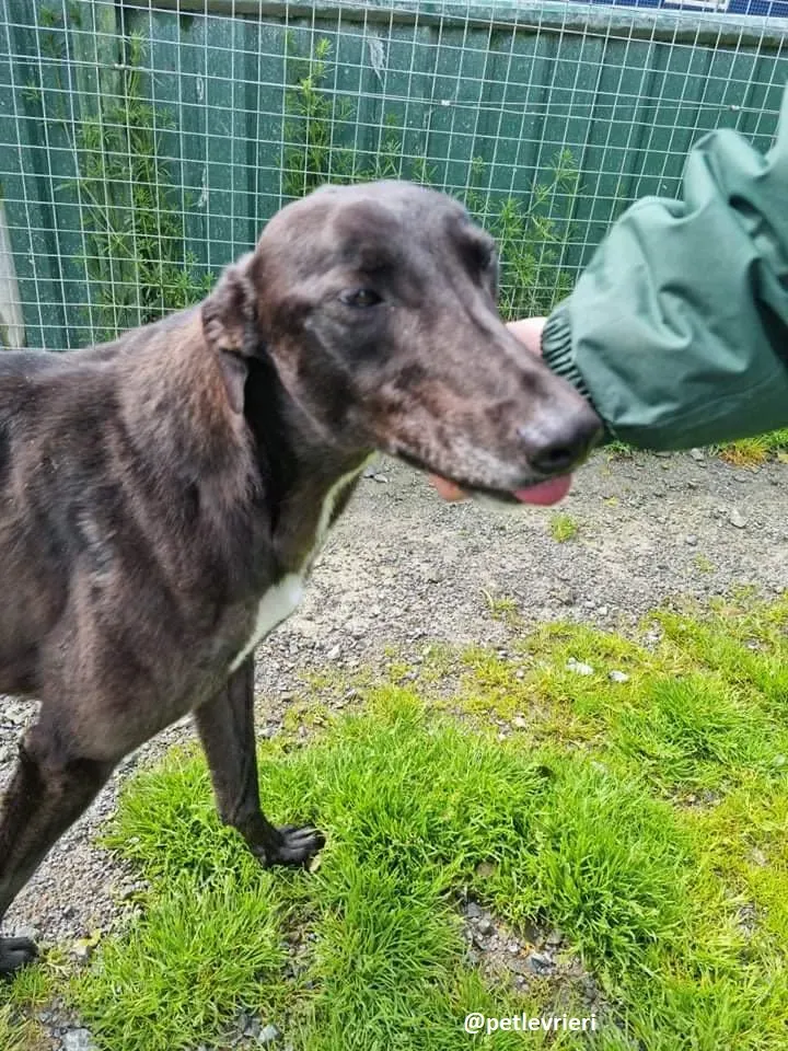 deano adozione greyhound