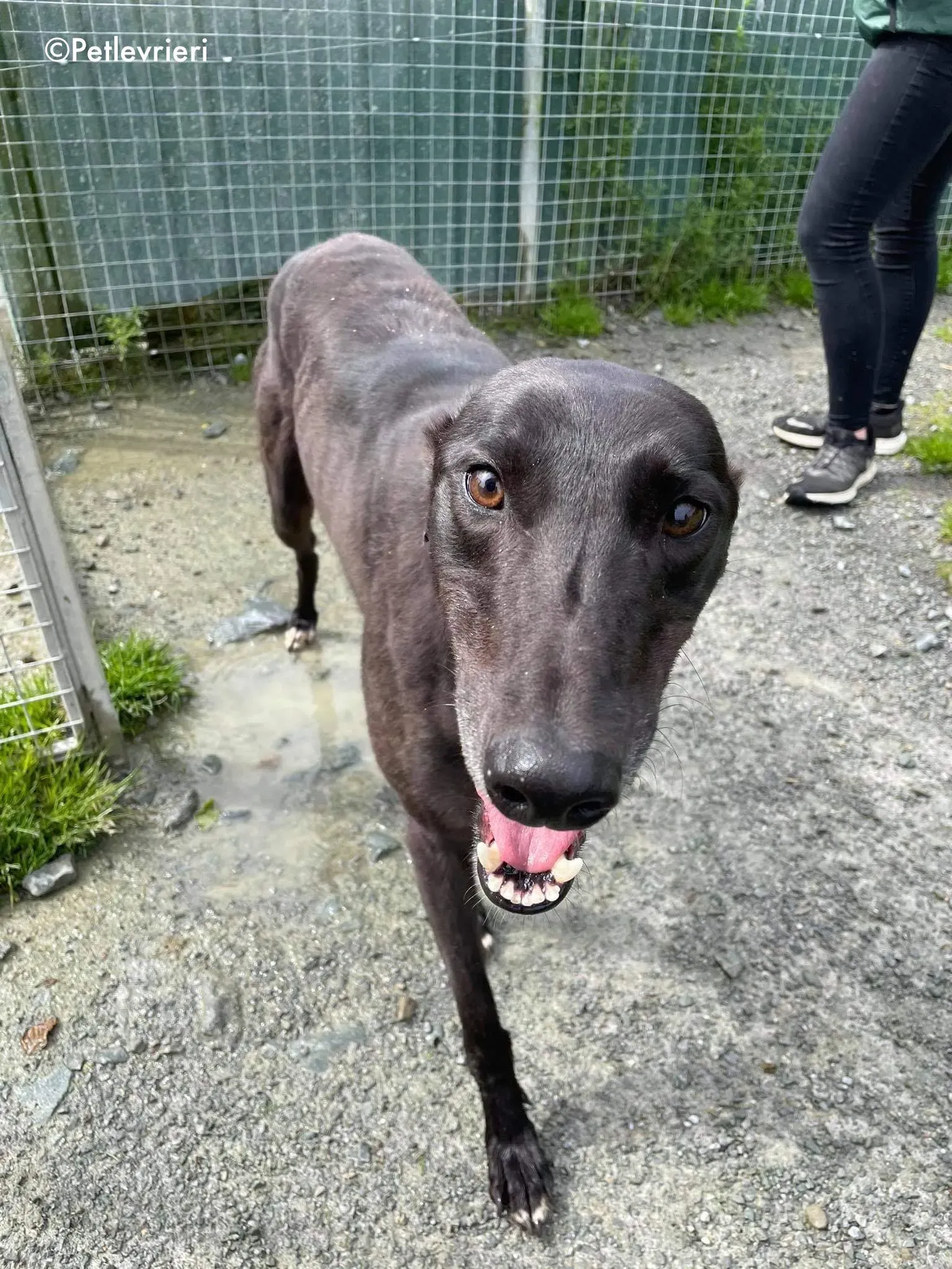 deano adozione levrieri greyhound 4