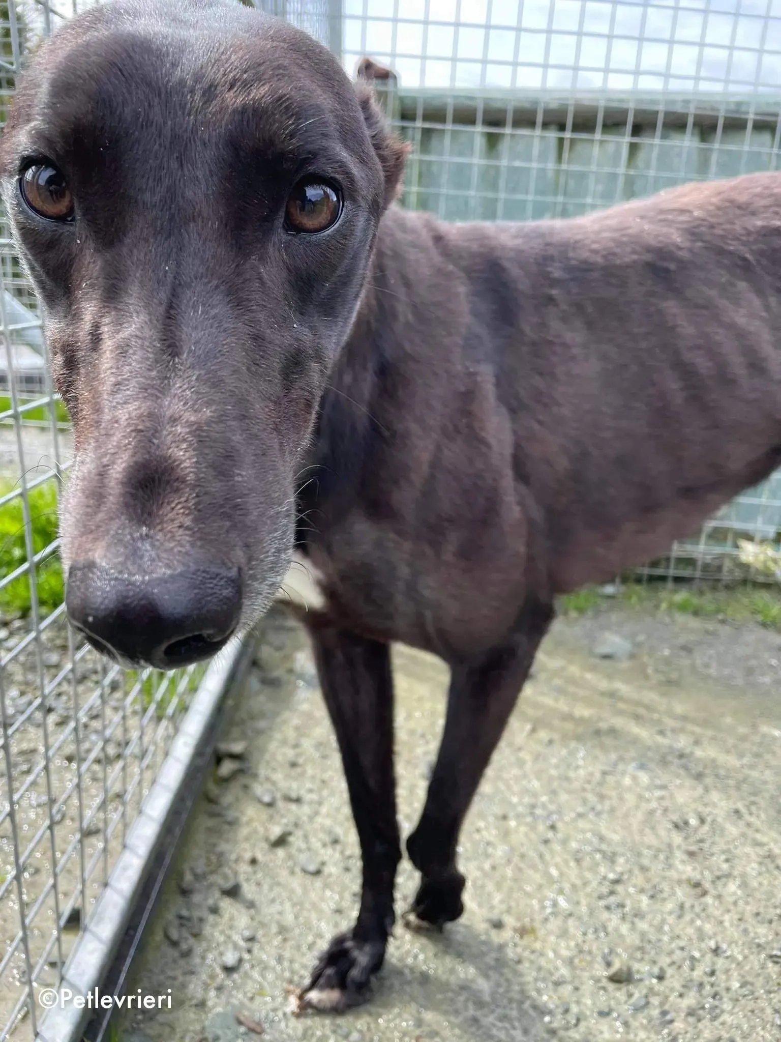 deano adozione levrieri greyhound 5