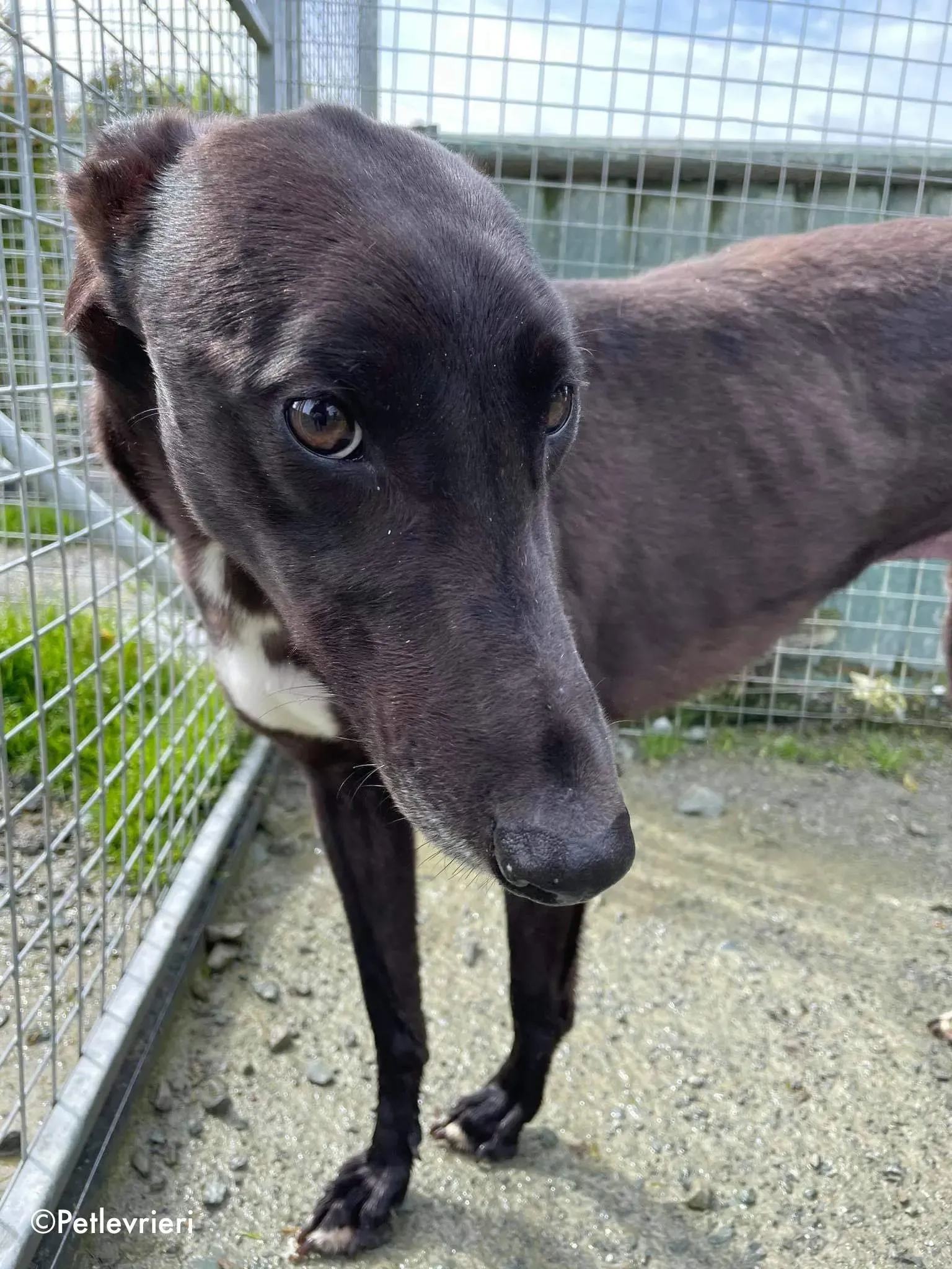 deano adozione levrieri greyhound 6