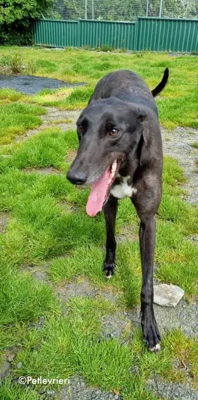 deano adozione levrieri greyhound 7