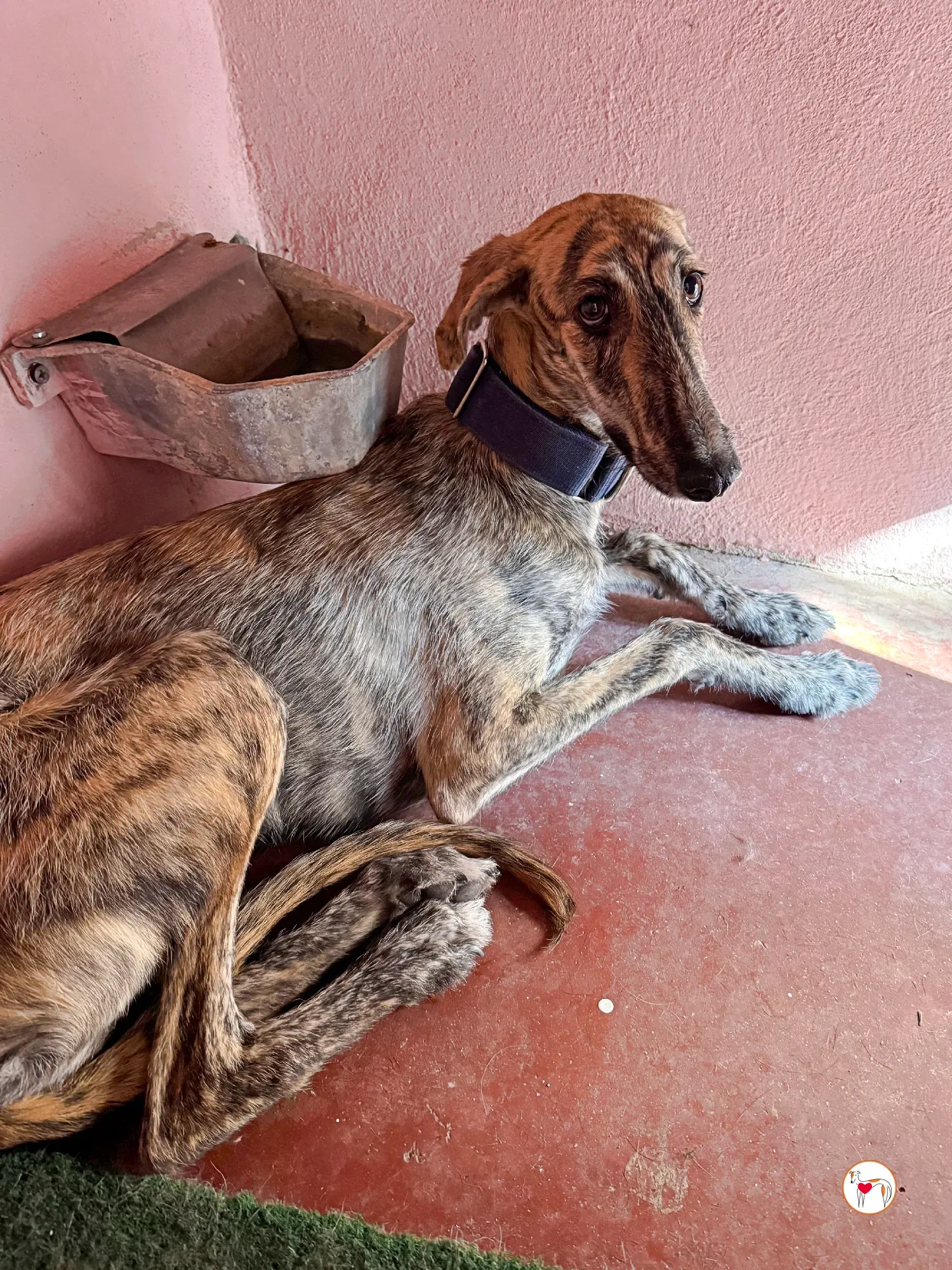 delia galgo adozione 01