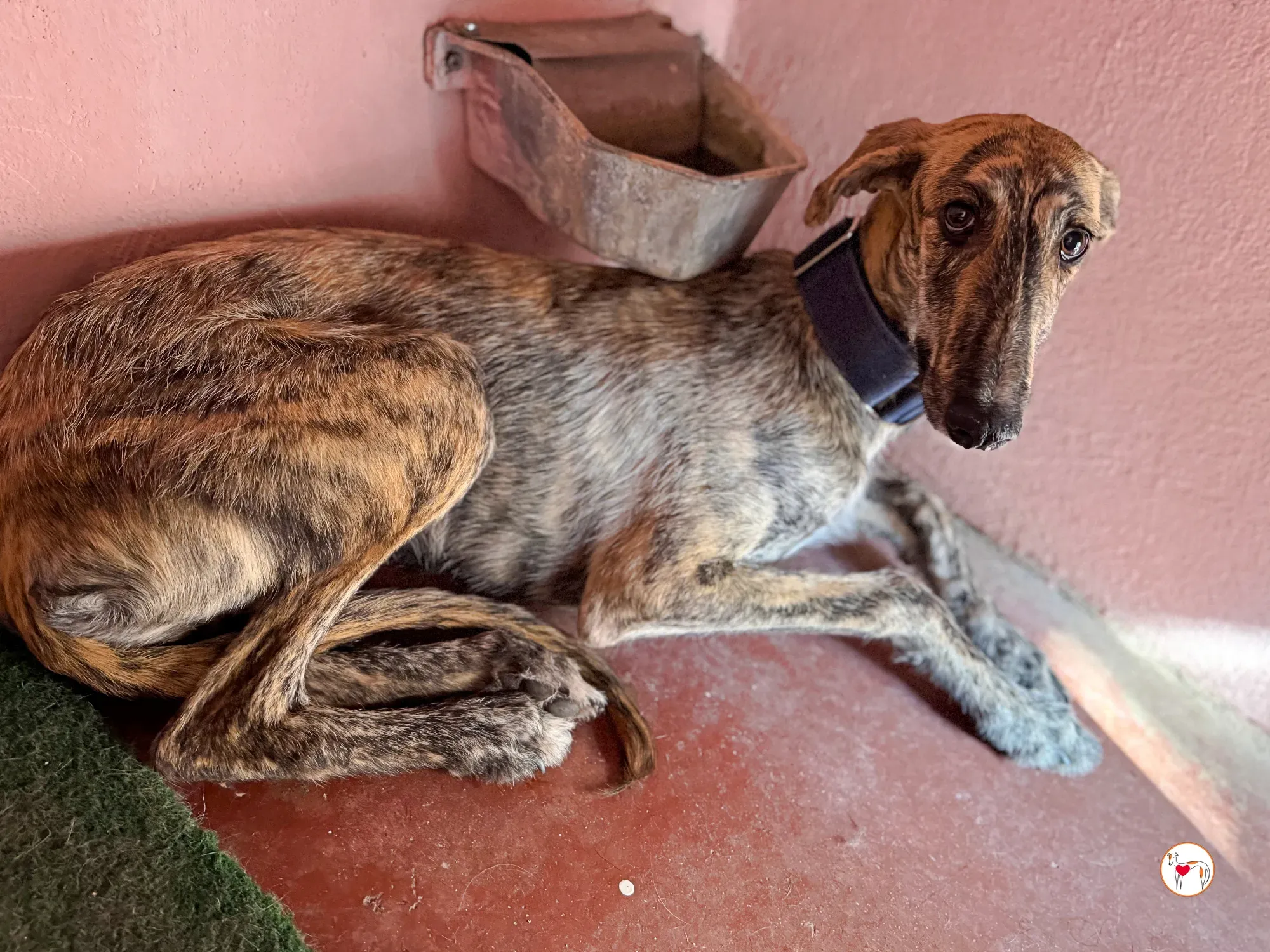 delia galgo adozione 02