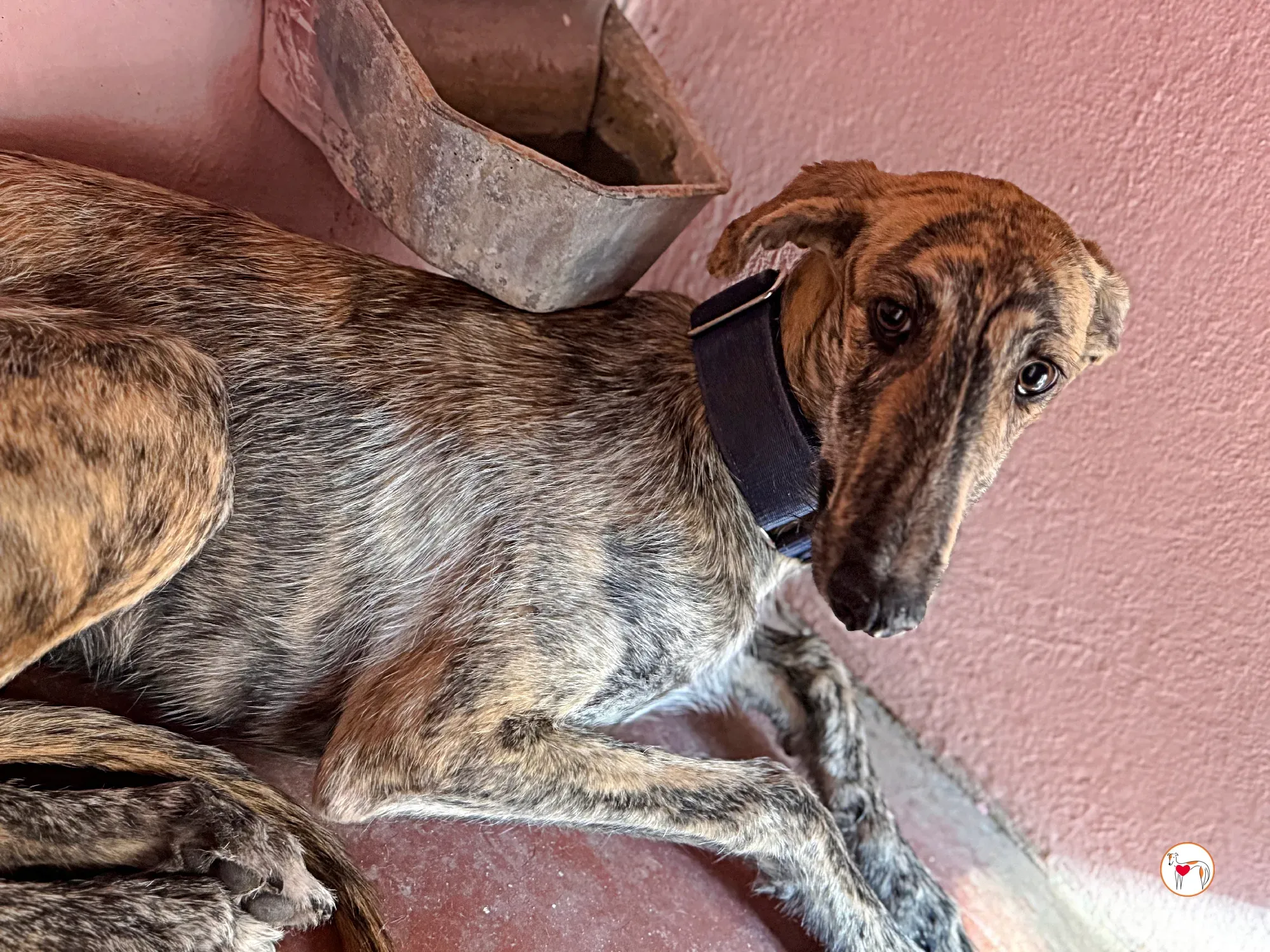 delia galgo adozione 03