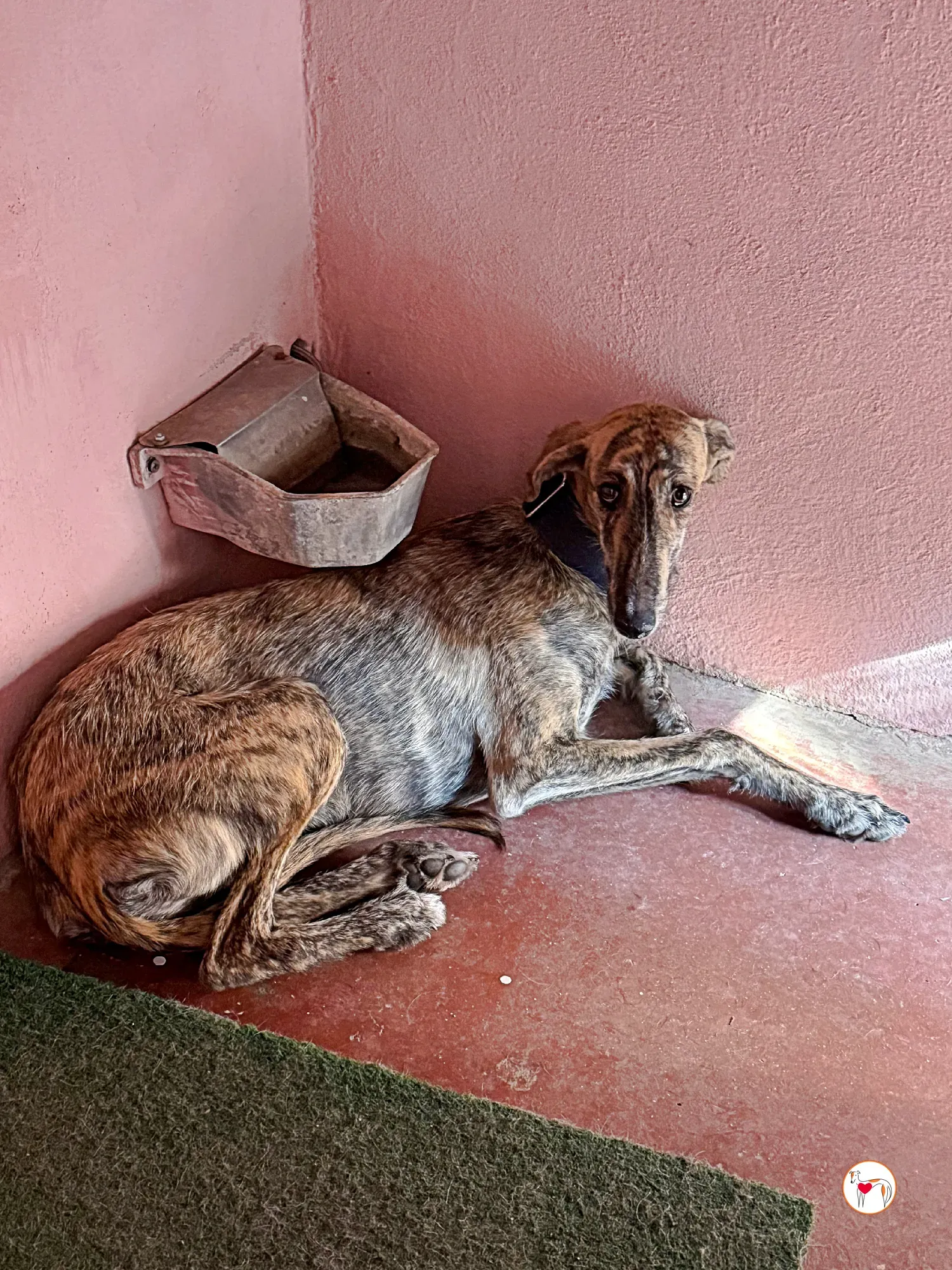 delia galgo adozione 04