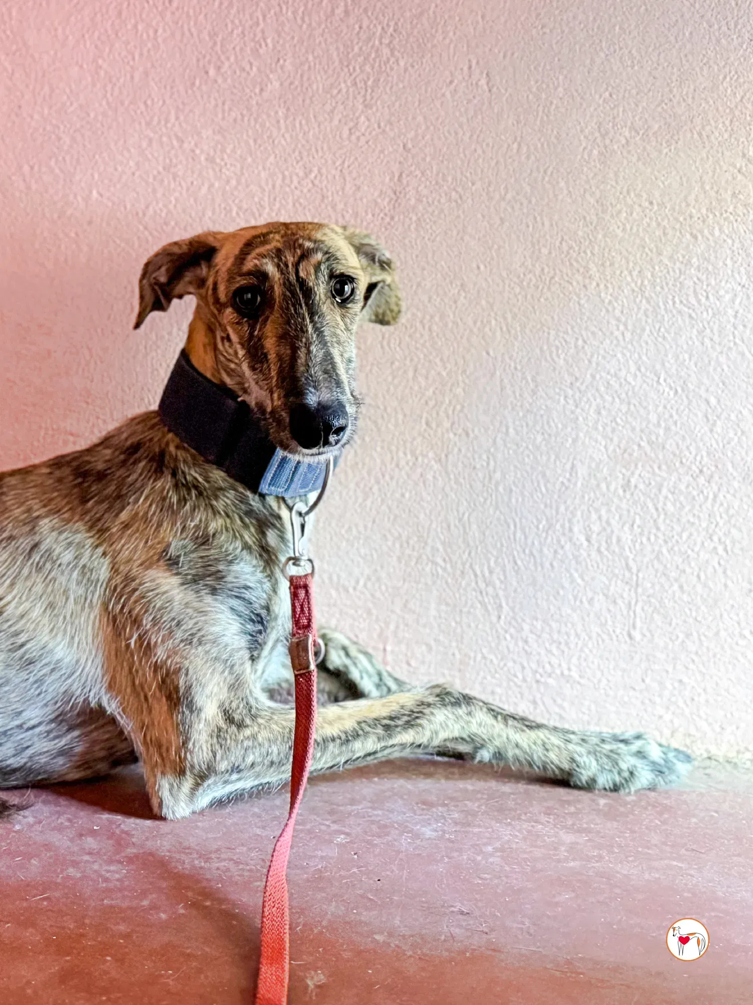 delia galgo adozione 05