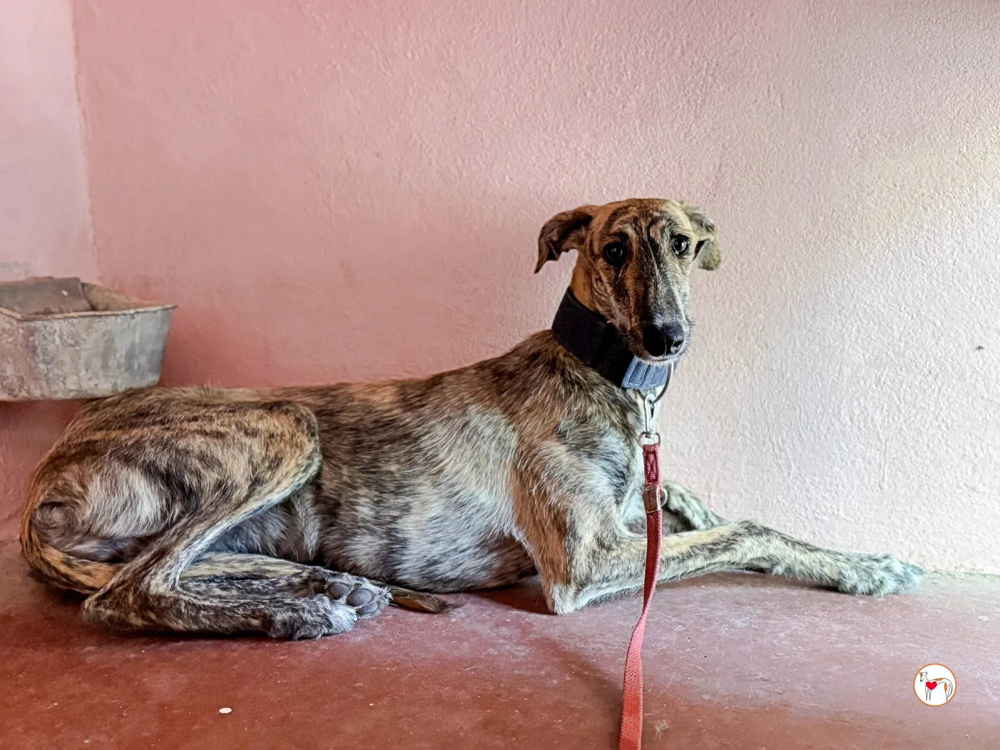 delia galgo adozione 06