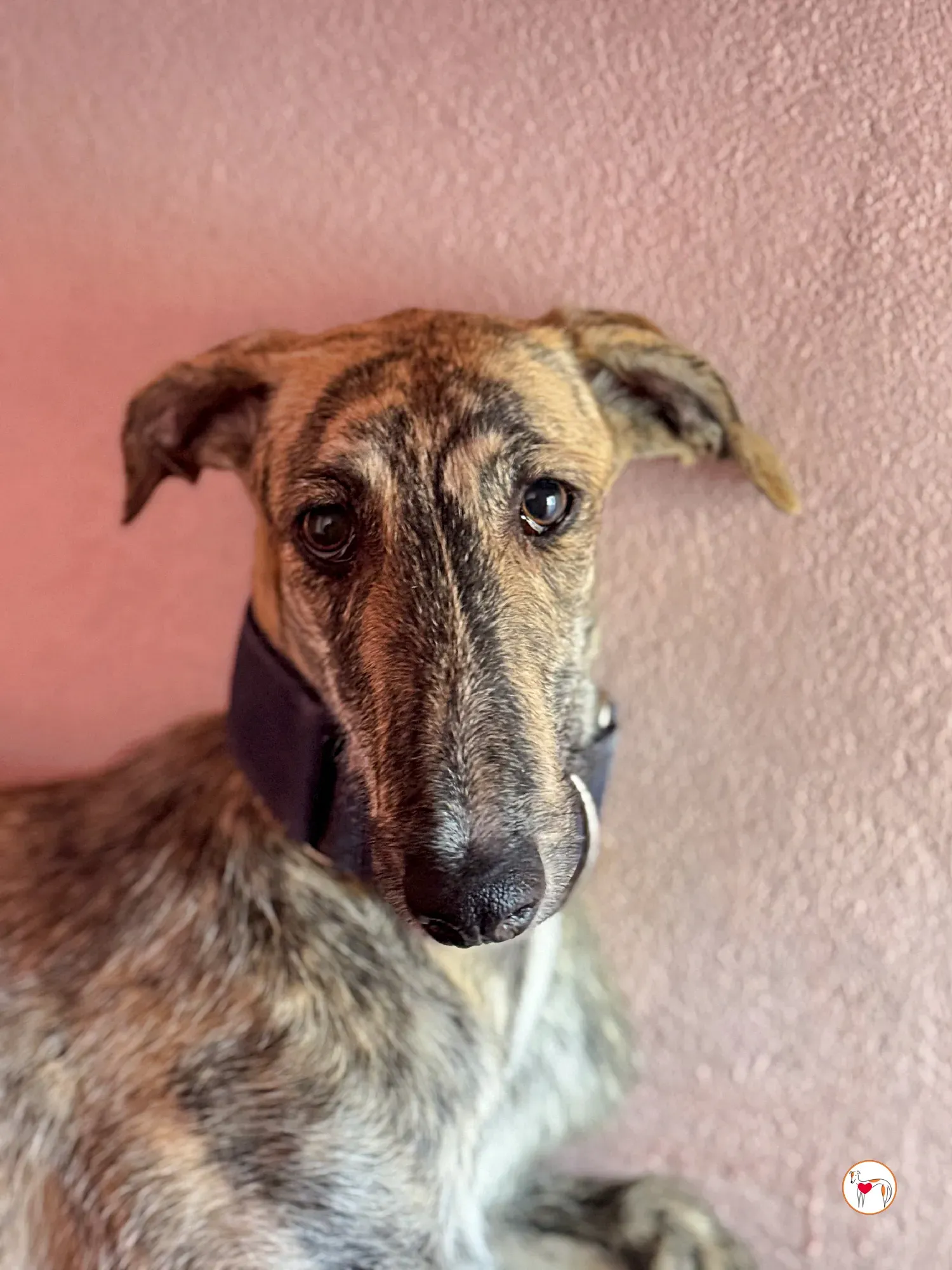 delia galgo adozione 07