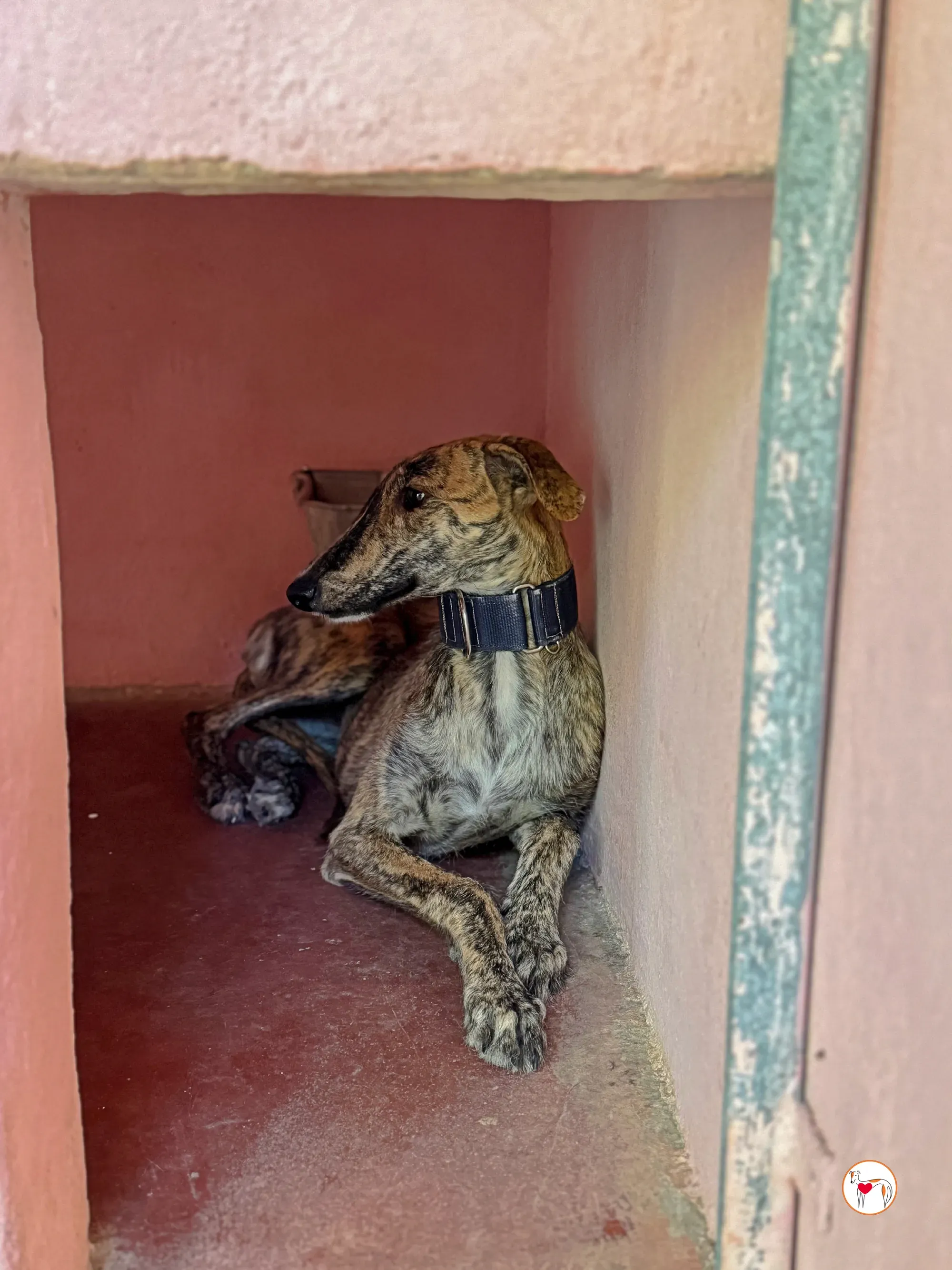 delia galgo adozione 08