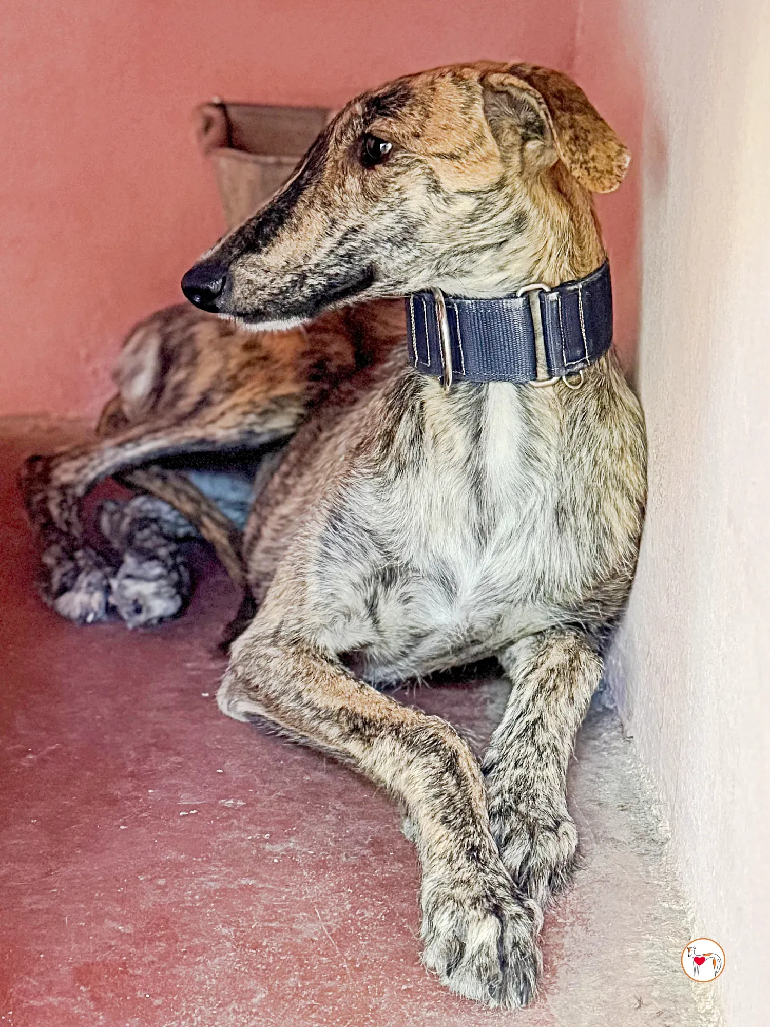 delia galgo adozione 09