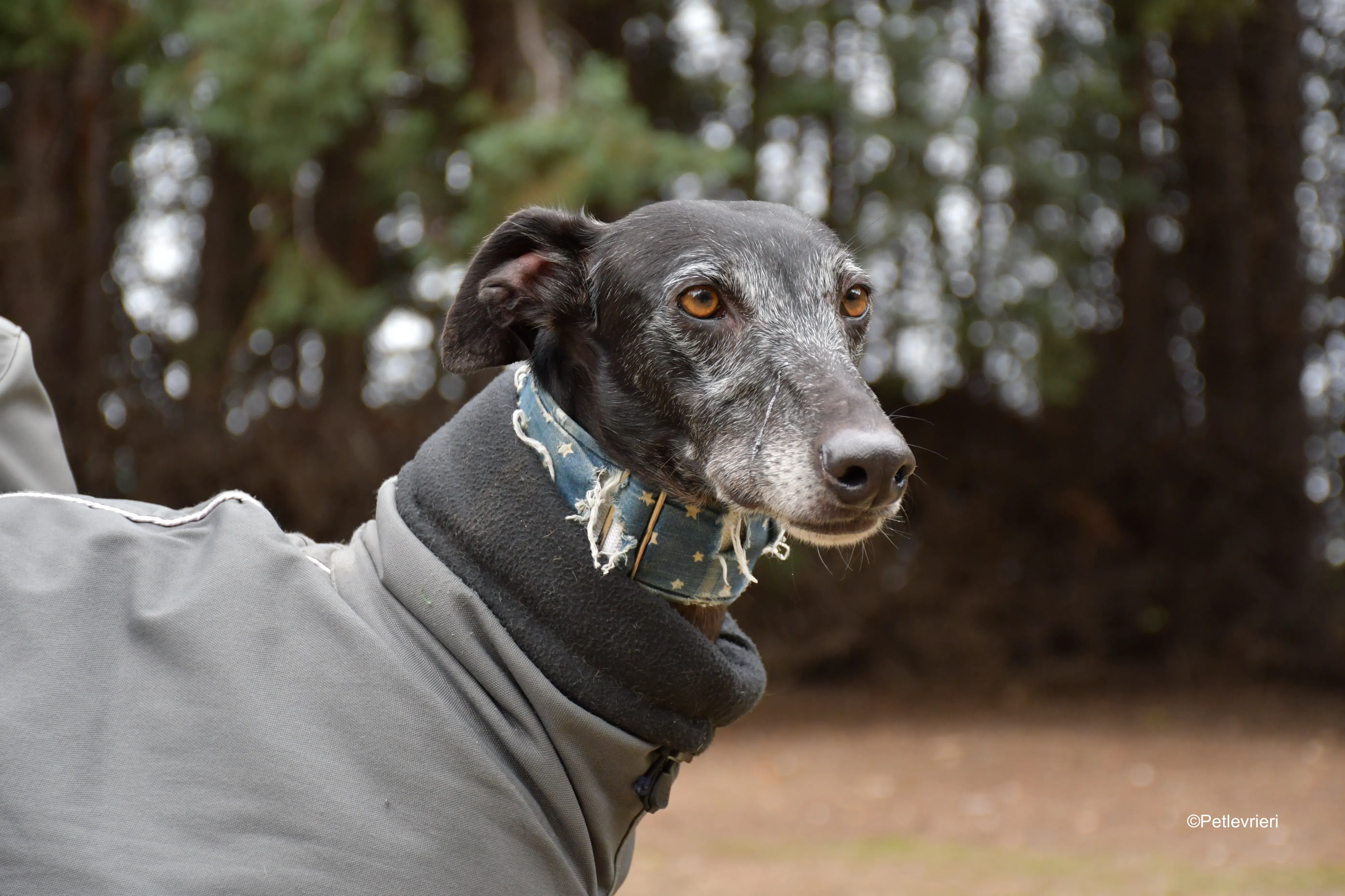 delta adozione galgo pet levrieri 10