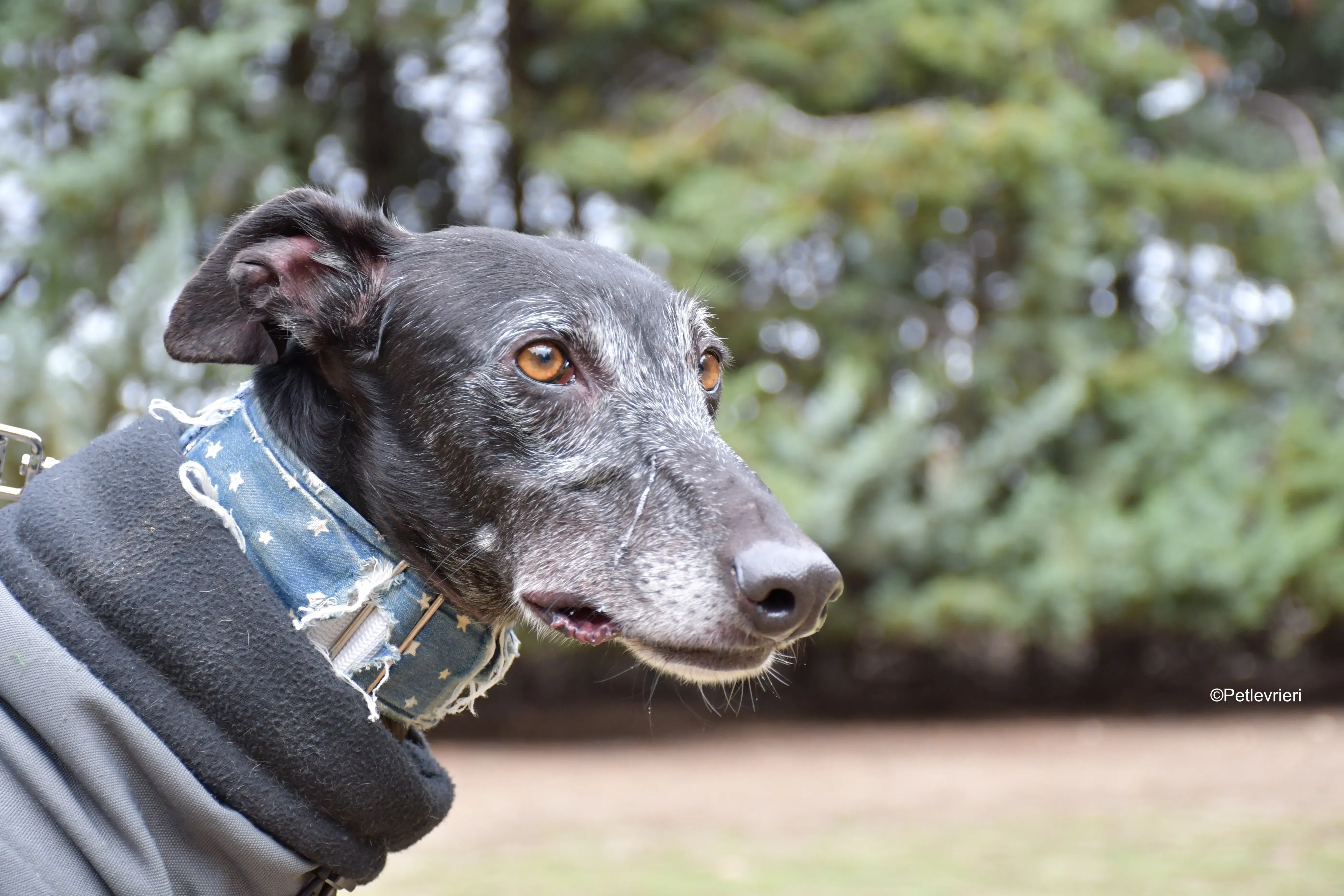 delta adozione galgo pet levrieri 2