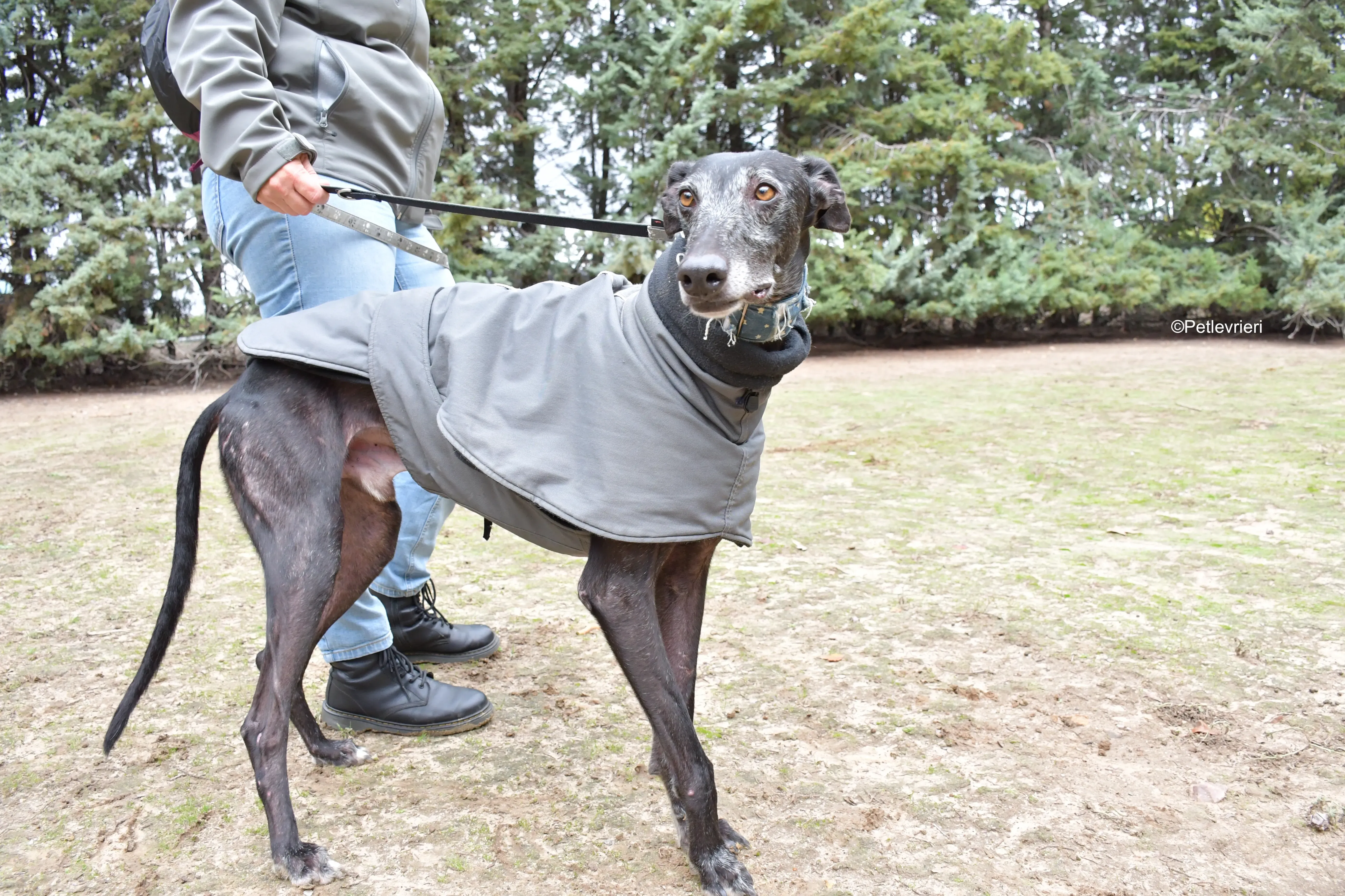 delta adozione galgo pet levrieri 4