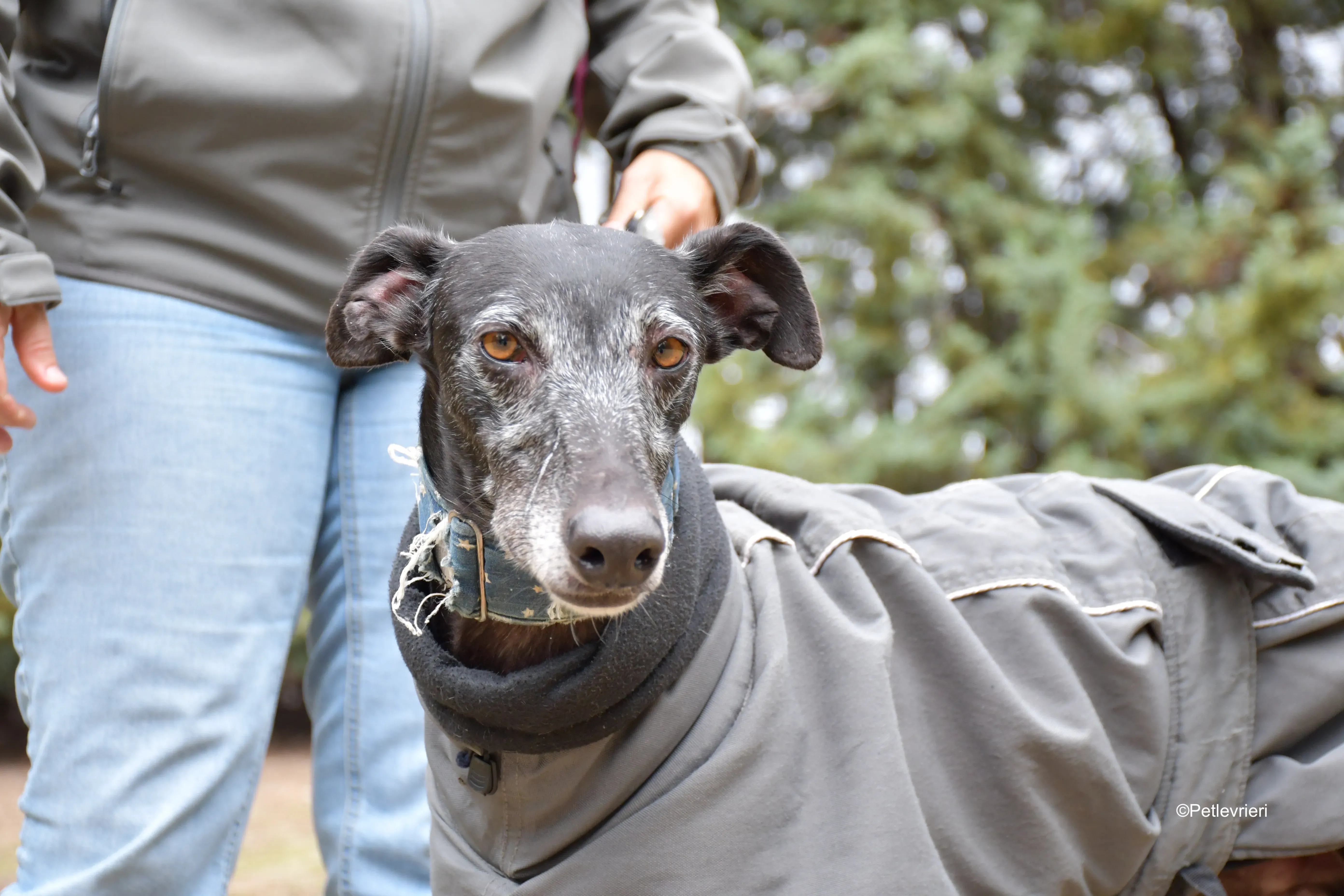 delta adozione galgo pet levrieri 5