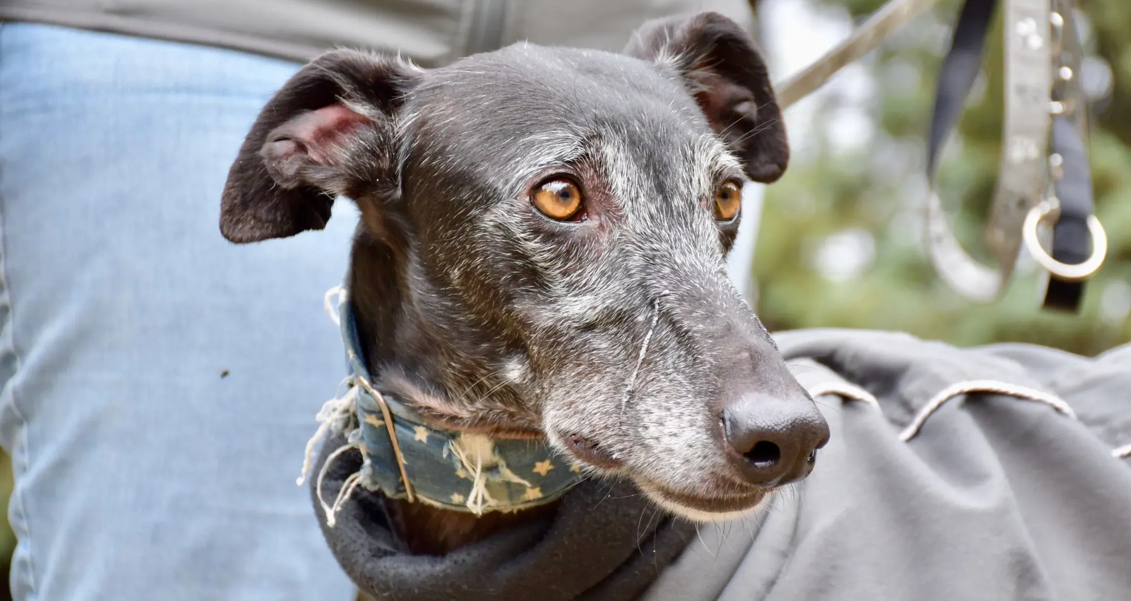 delta adozione galgo pet levrieri 6 scaled e1701990826680