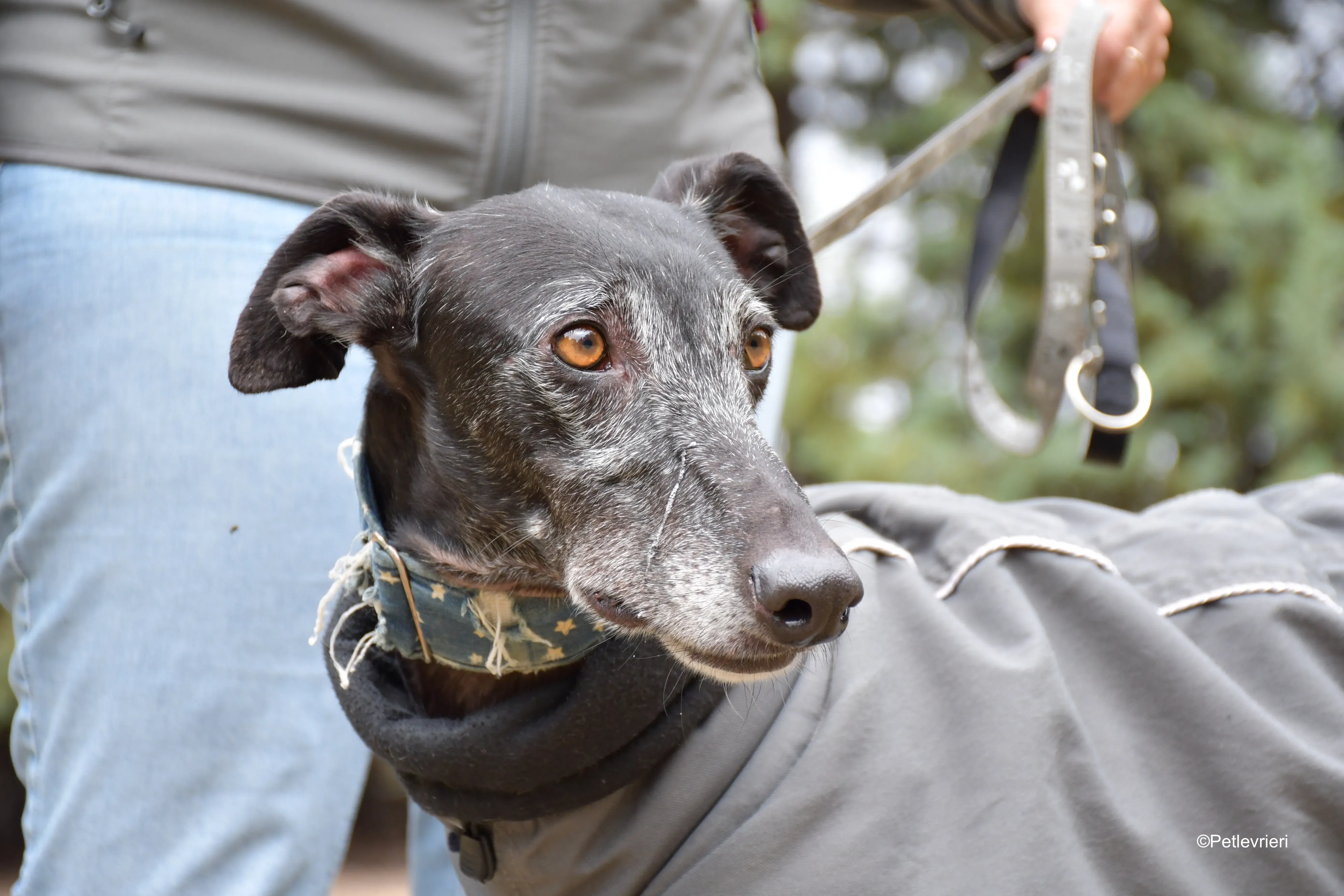 delta adozione galgo pet levrieri 6