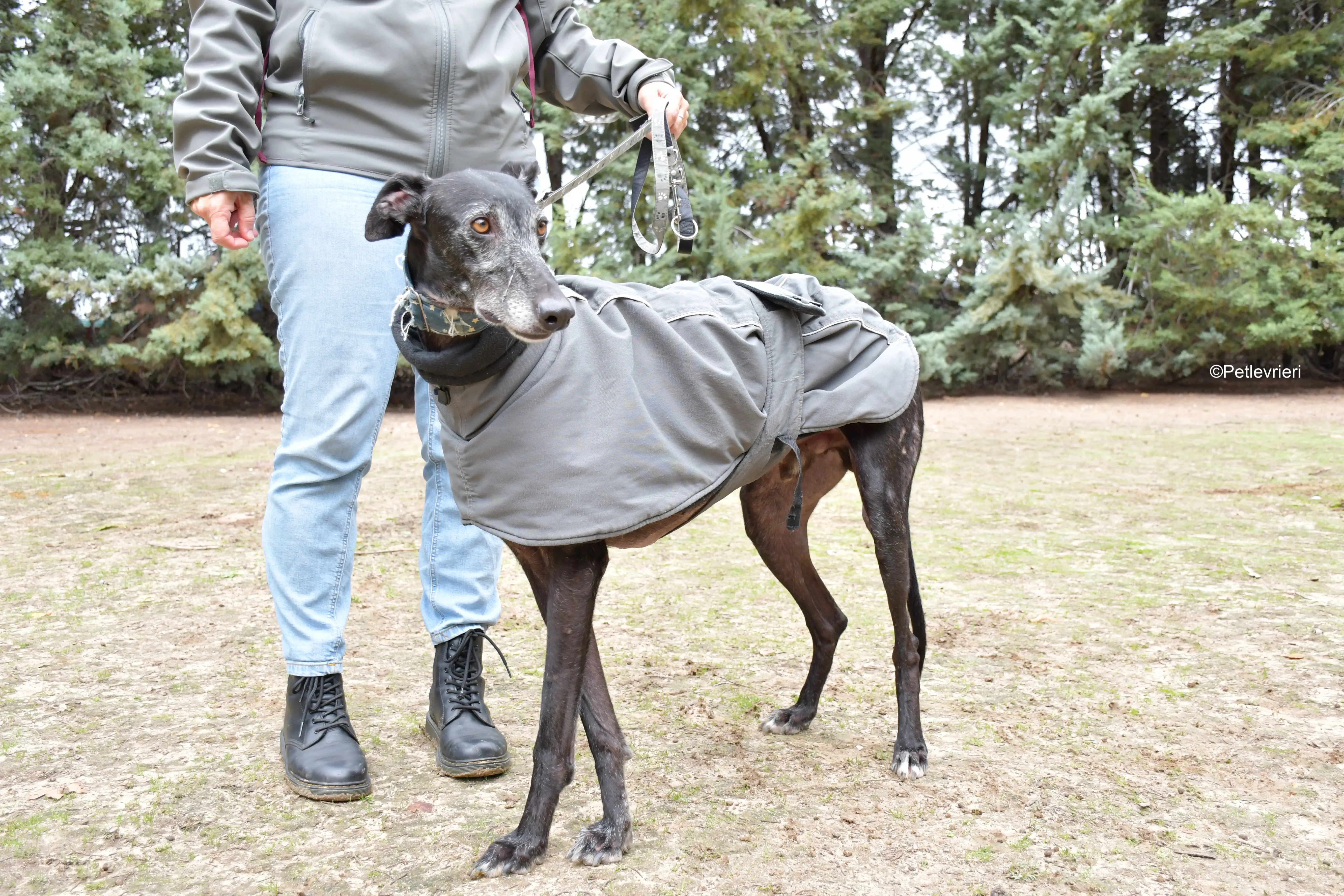 delta adozione galgo pet levrieri 7