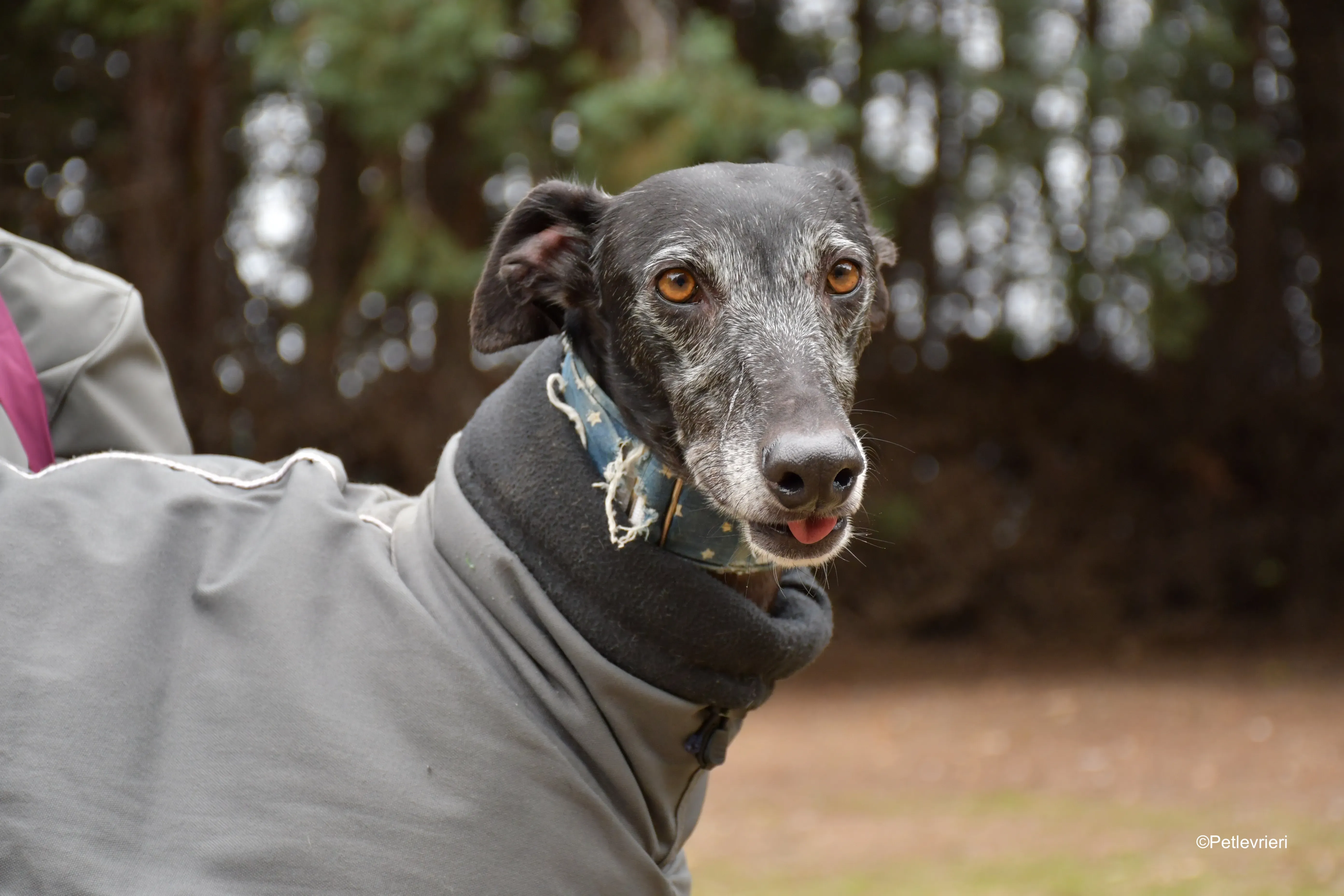 delta adozione galgo pet levrieri 9