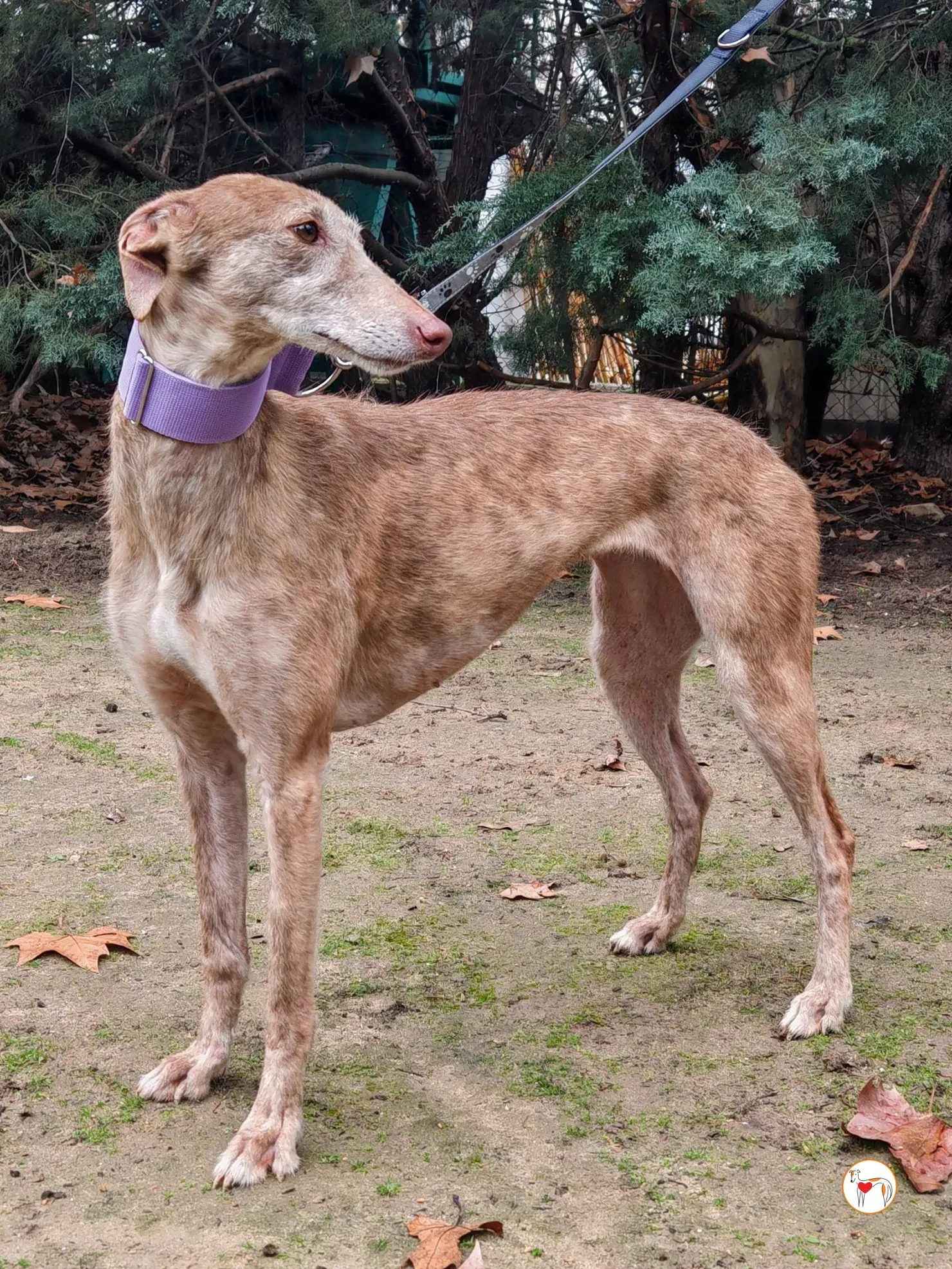 demeter galgo adozione 01