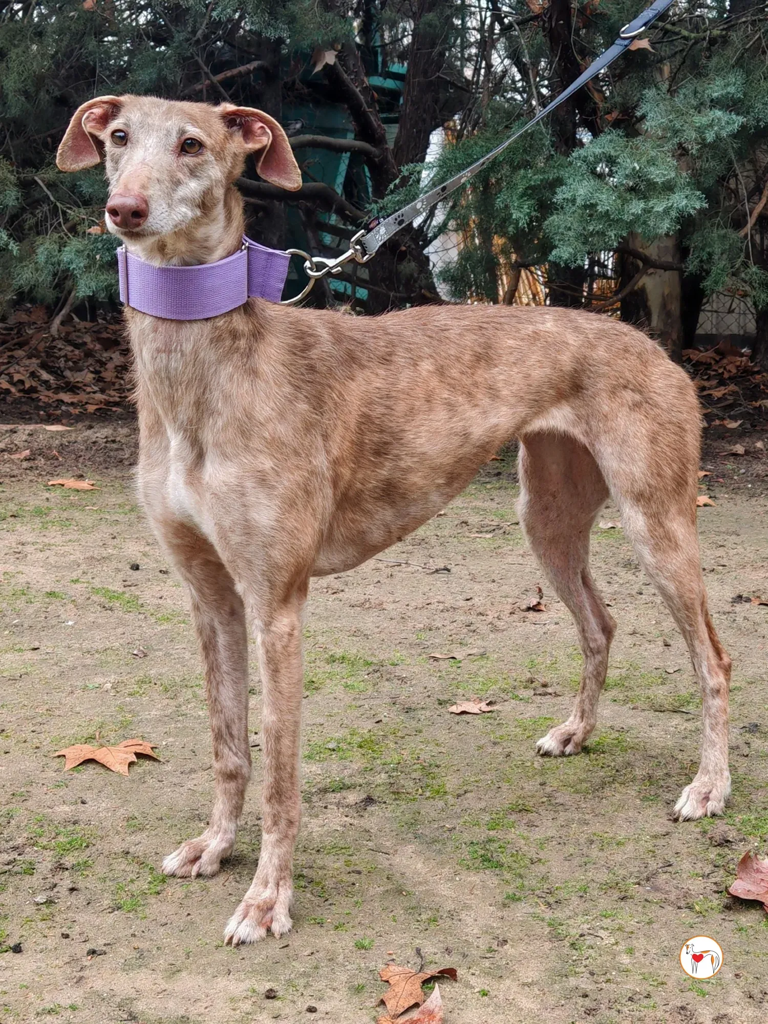 demeter galgo adozione 02