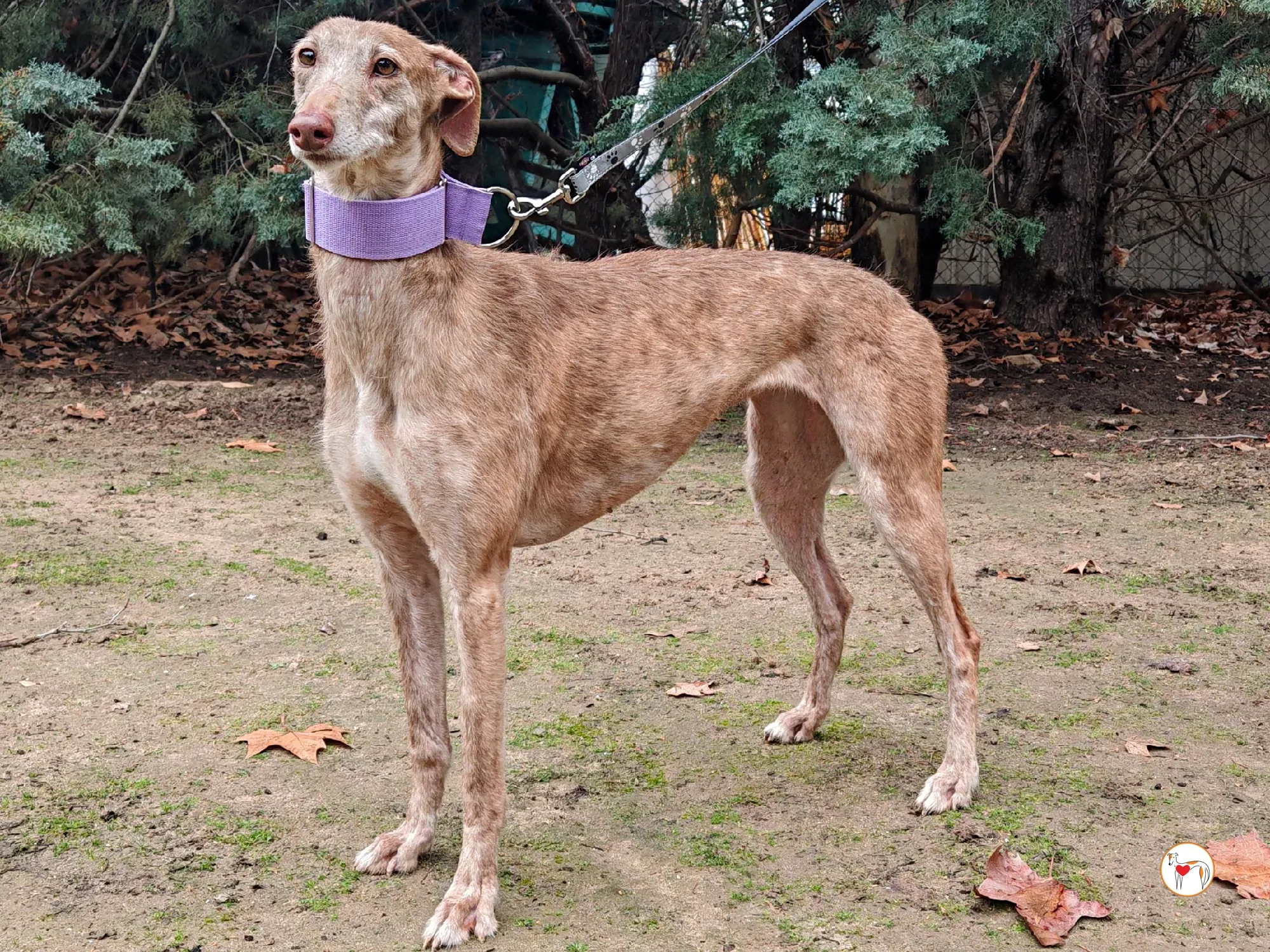 demeter galgo adozione 03