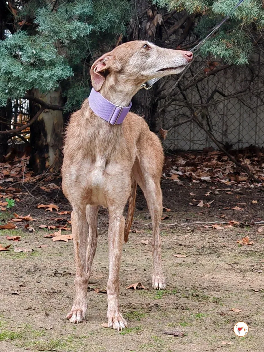 demeter galgo adozione 04