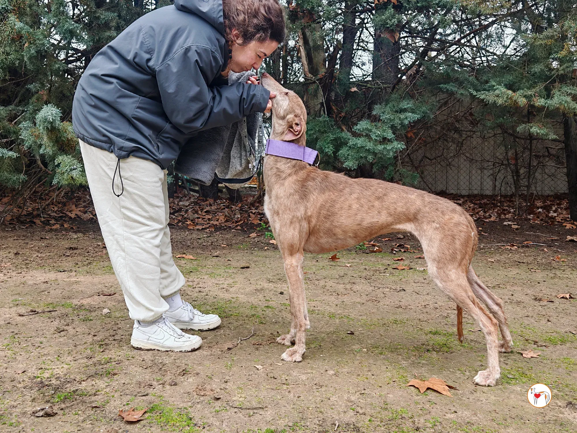 demeter galgo adozione 05