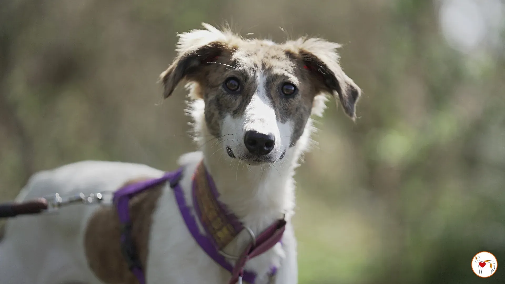 denim adozione greyhound 1