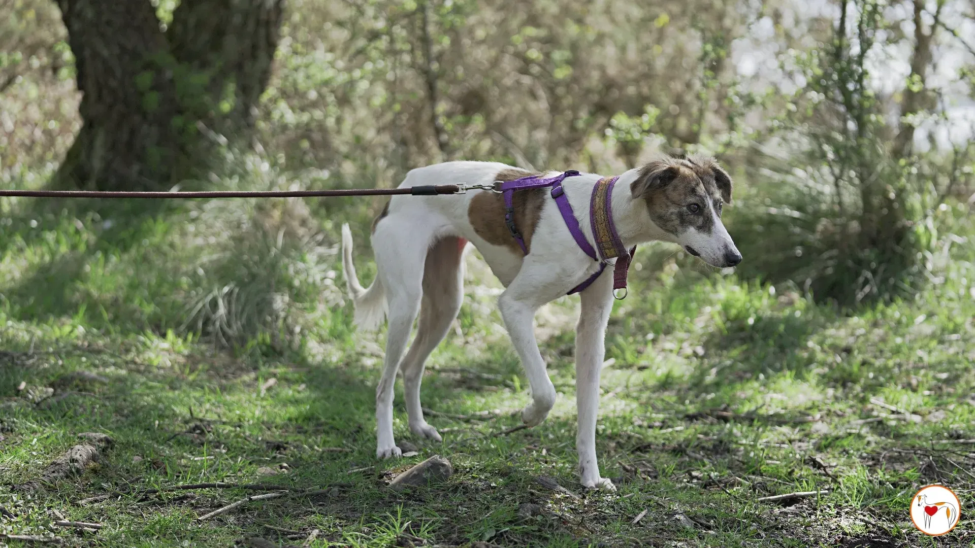 denim adozione greyhound 10