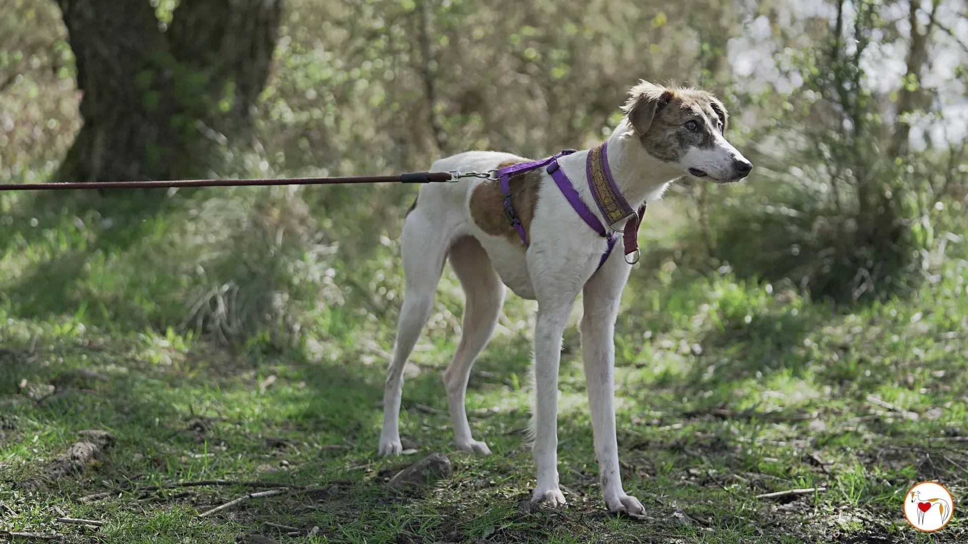 denim adozione greyhound 11