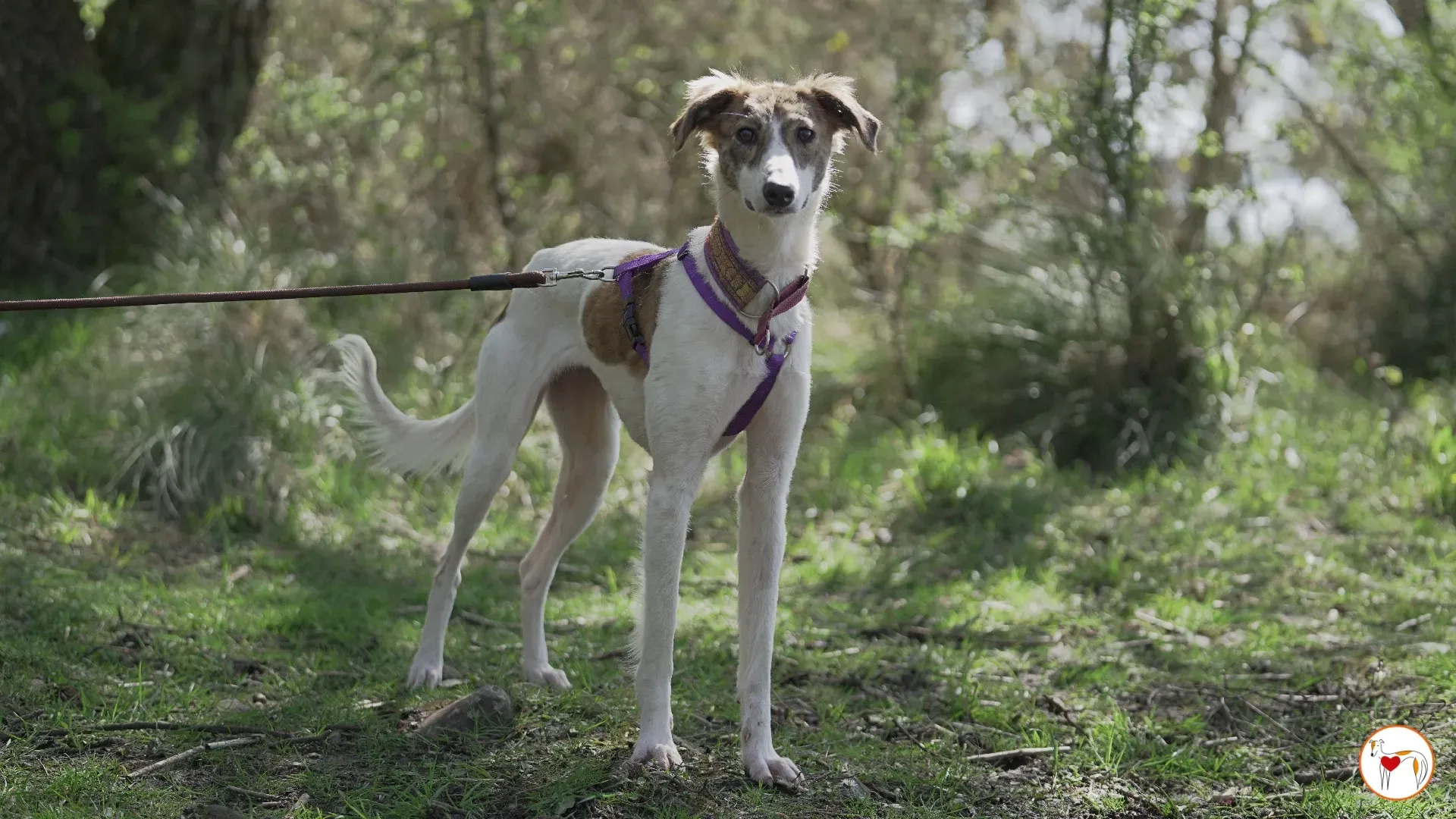 denim adozione greyhound 12