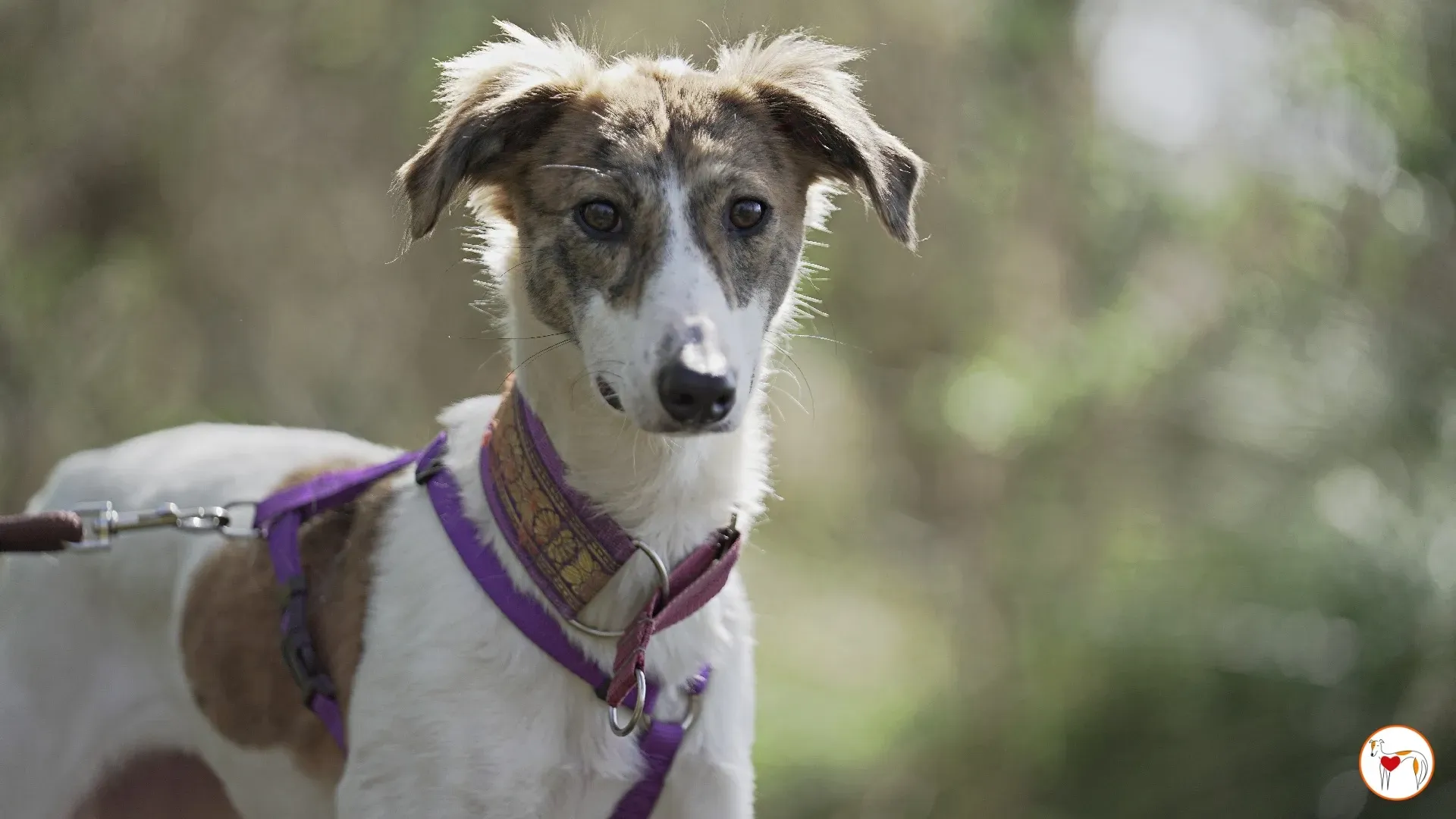 denim adozione greyhound 13