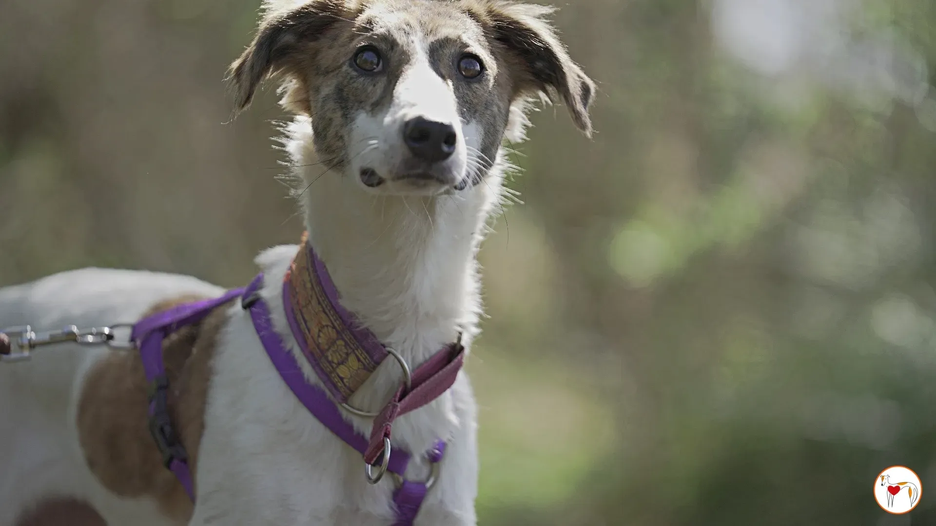 denim adozione greyhound 14