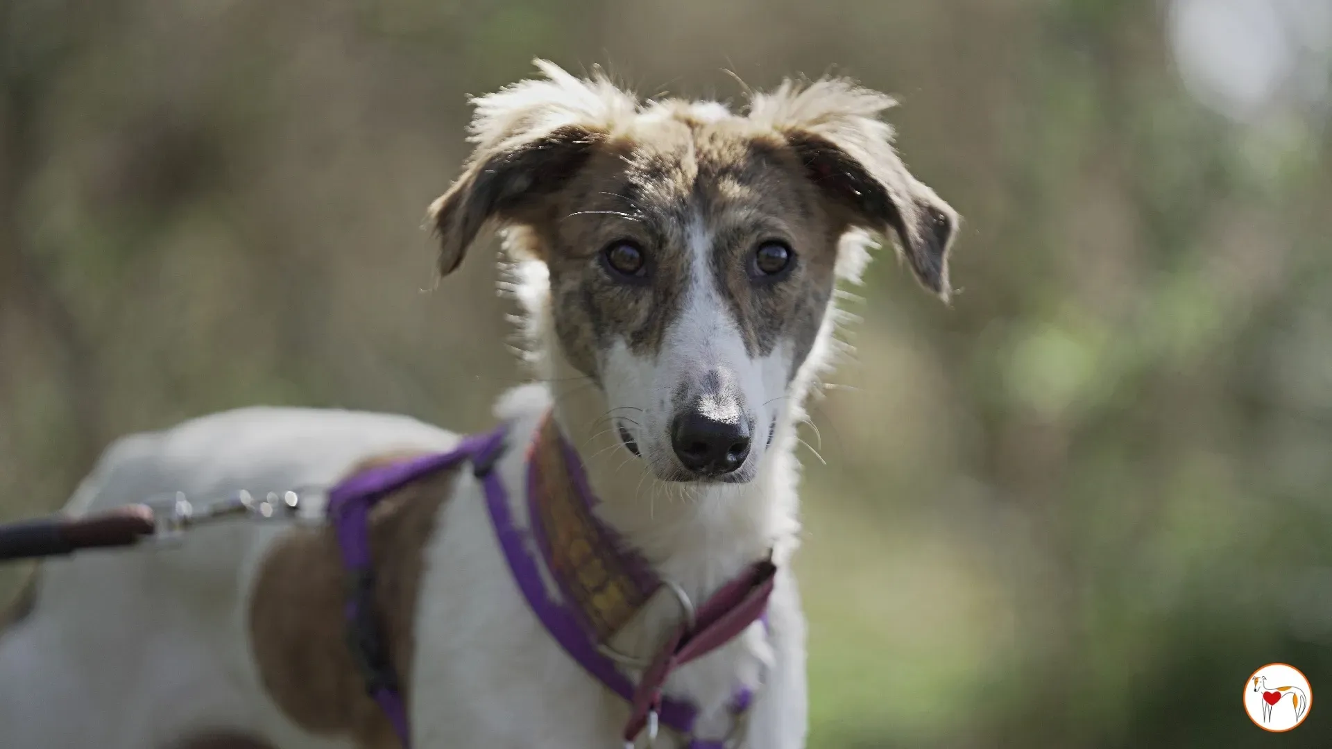 denim adozione greyhound 15