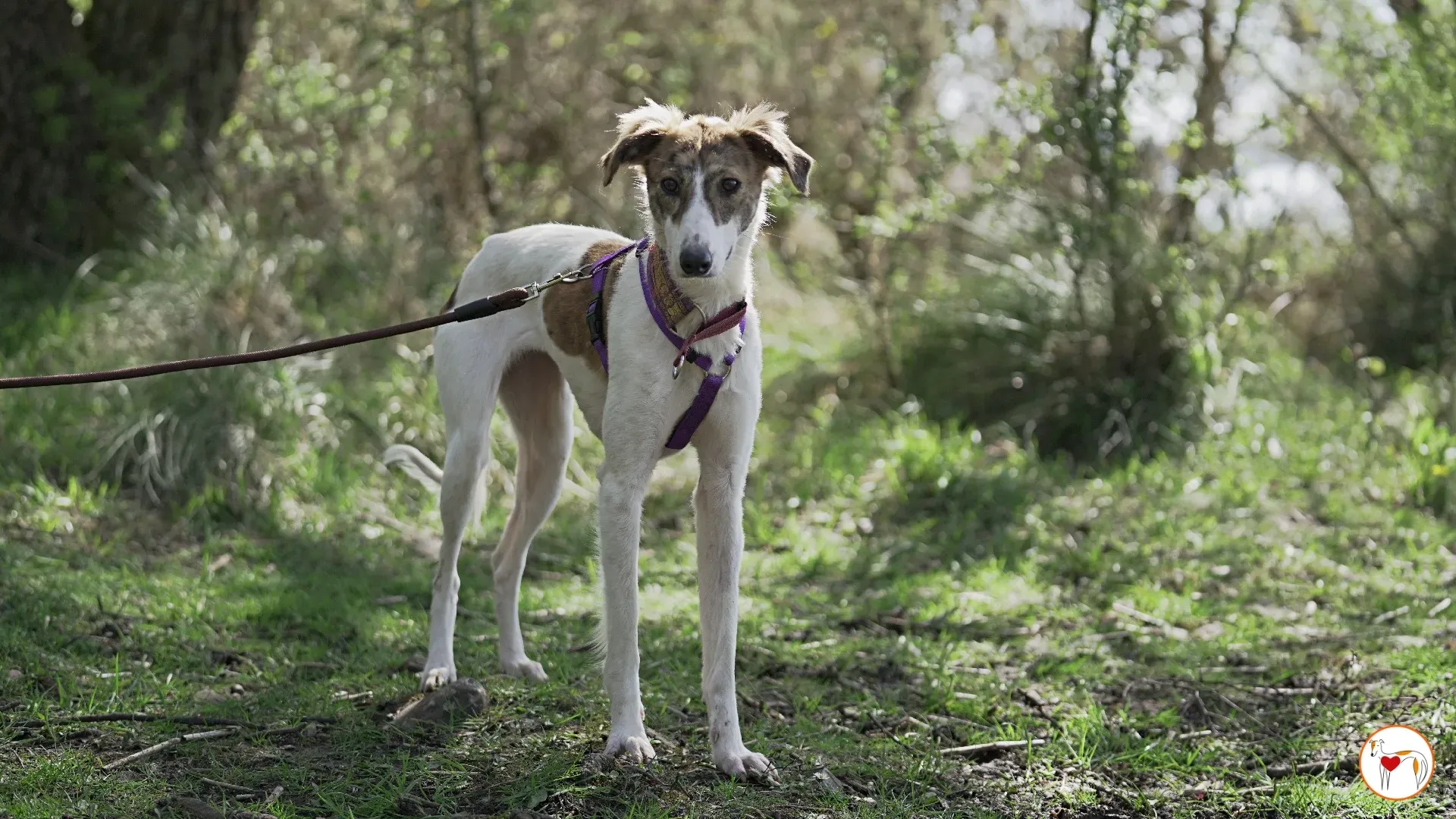 denim adozione greyhound 16