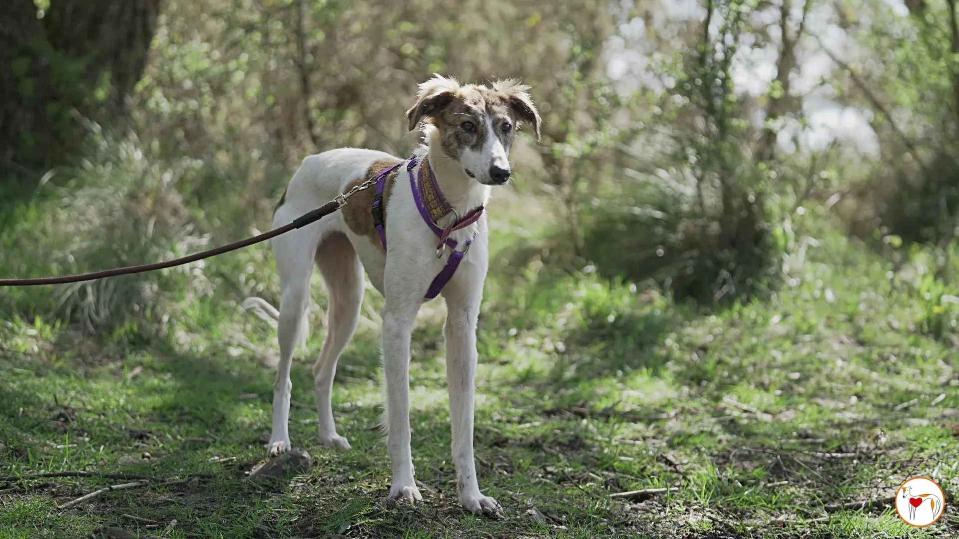 denim adozione greyhound 17