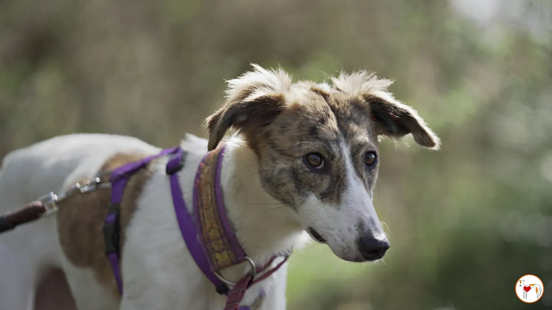 denim adozione greyhound 2