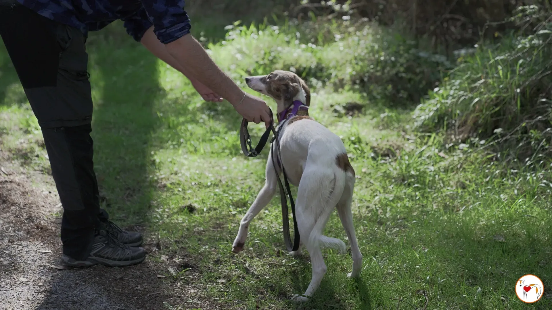 denim adozione greyhound 3