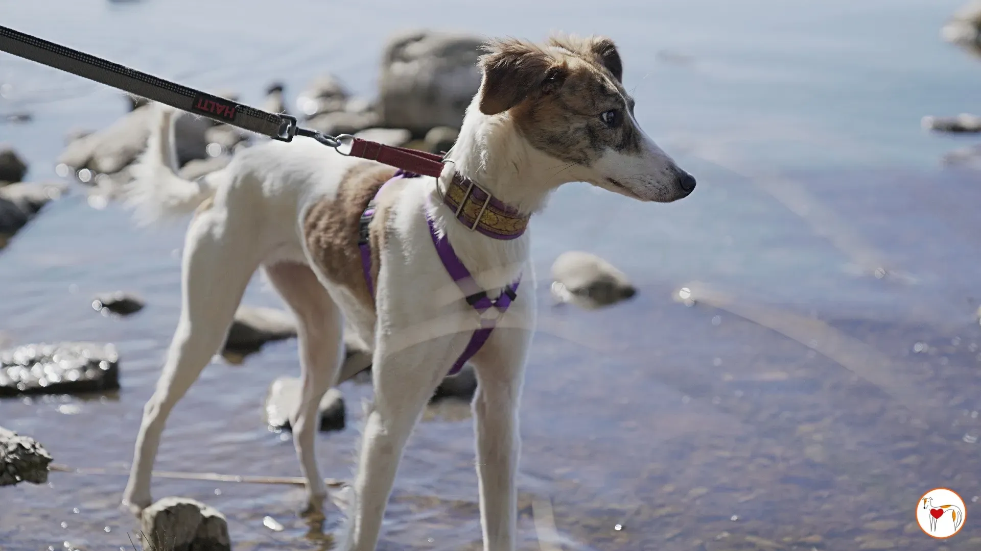 denim adozione greyhound 4