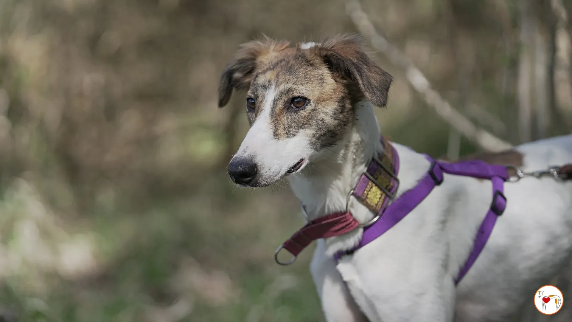 denim adozione greyhound 5