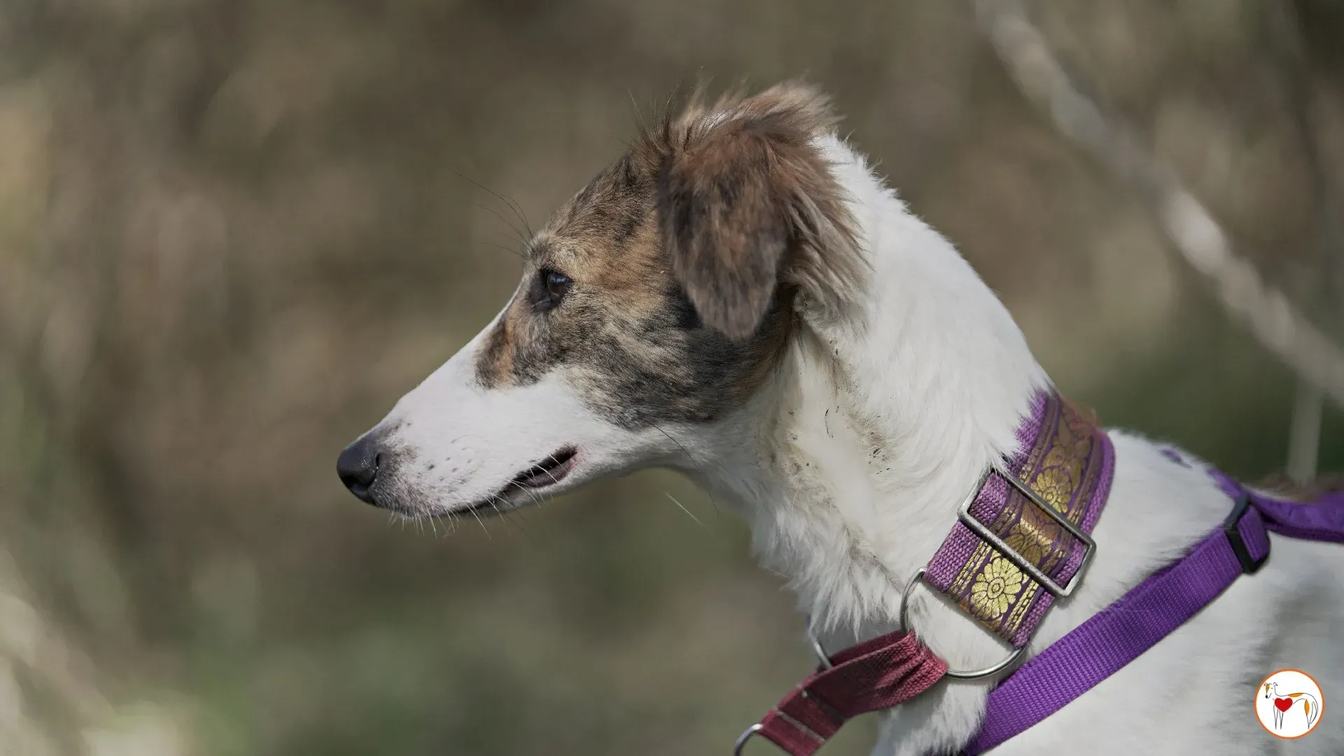 denim adozione greyhound 6