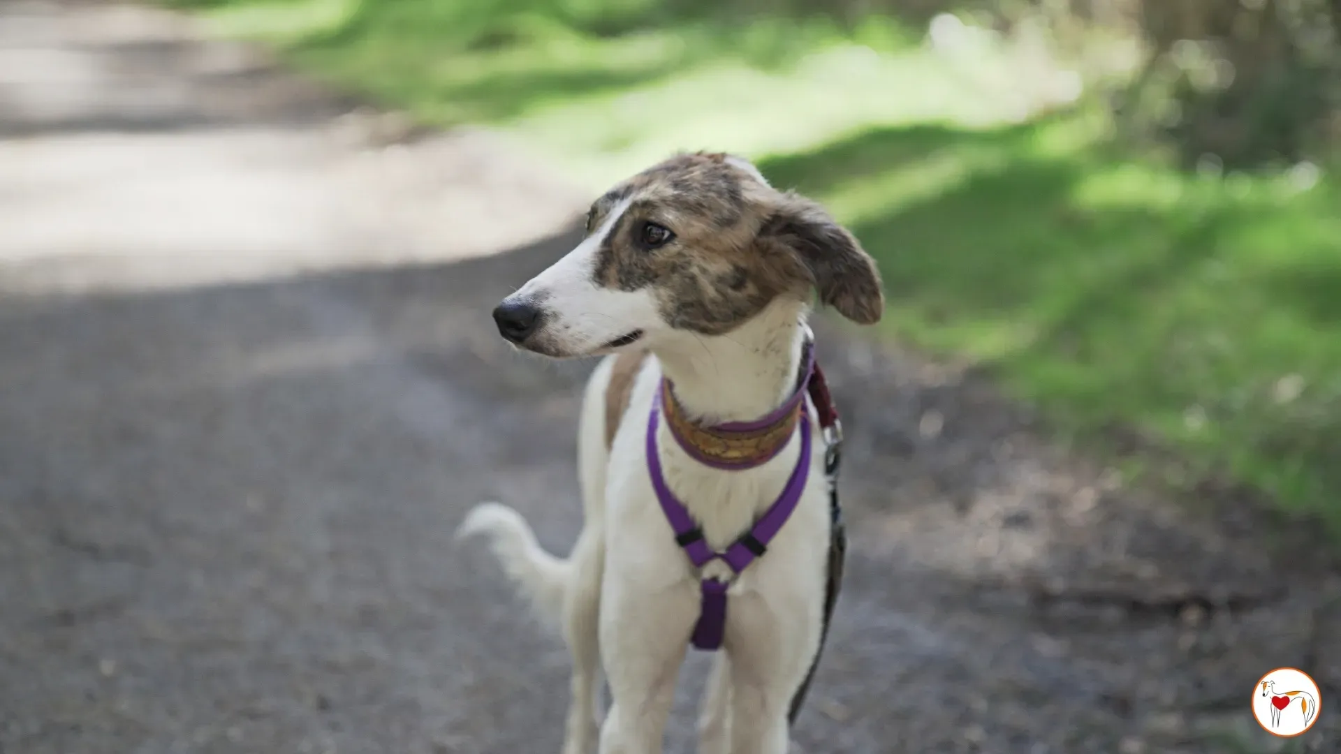 denim adozione greyhound 7