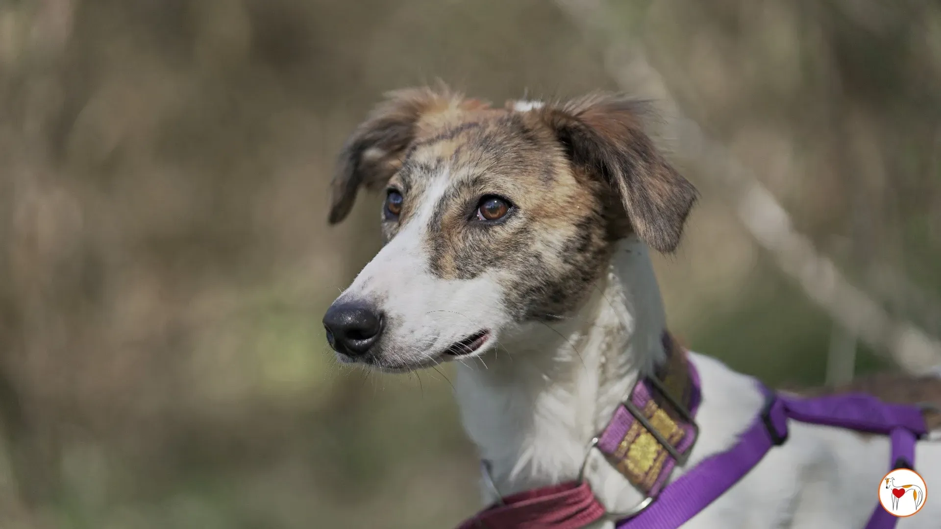 denim adozione greyhound 8