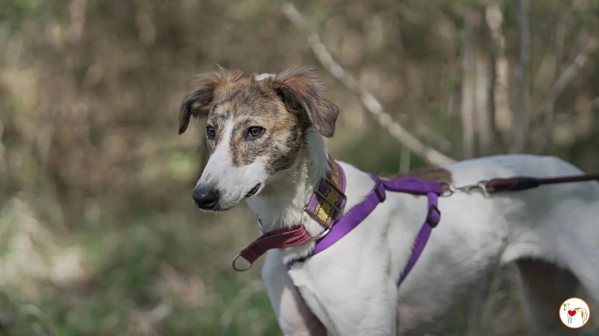 denim adozione greyhound 9