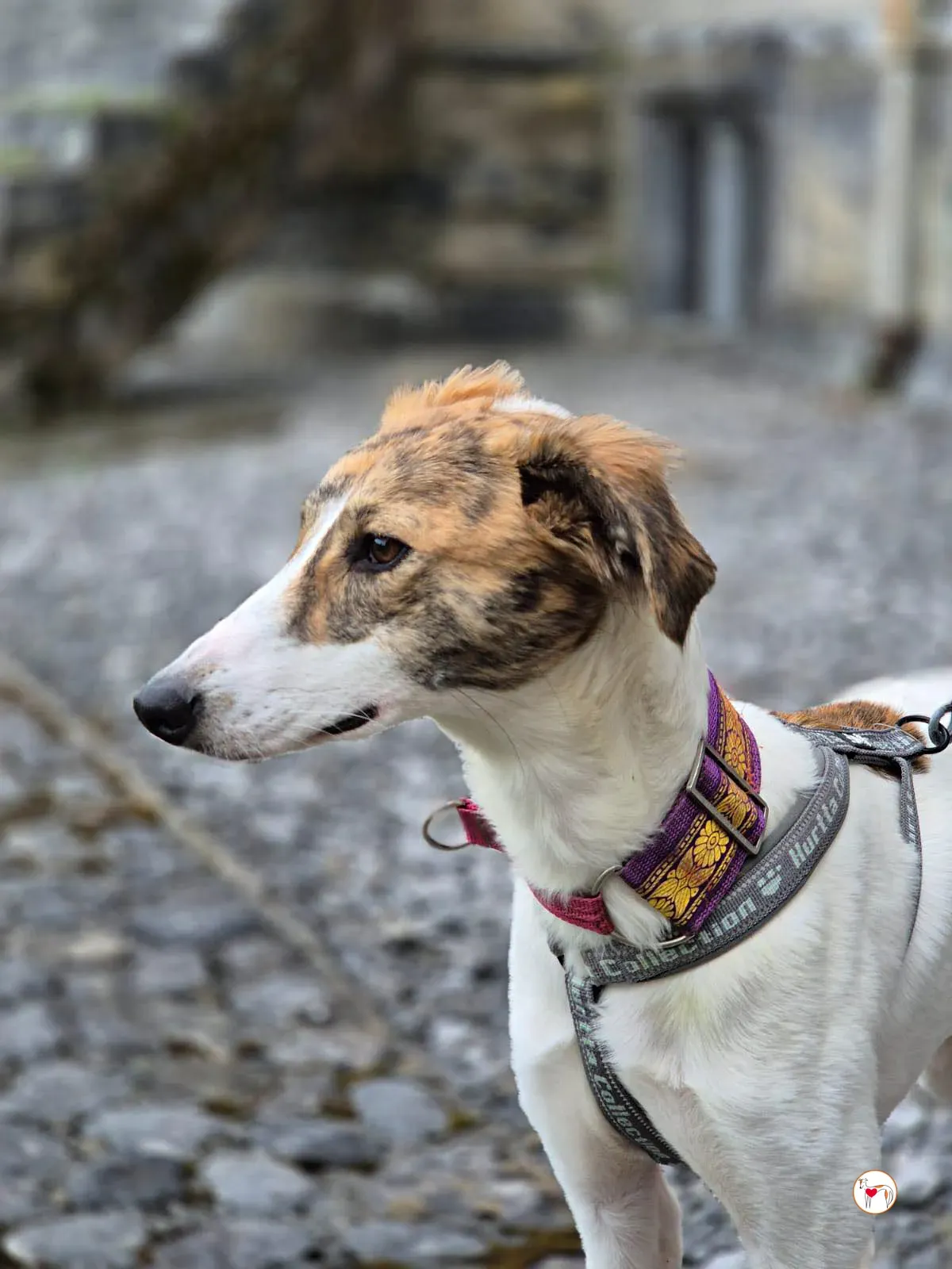 denim grey adozione 19